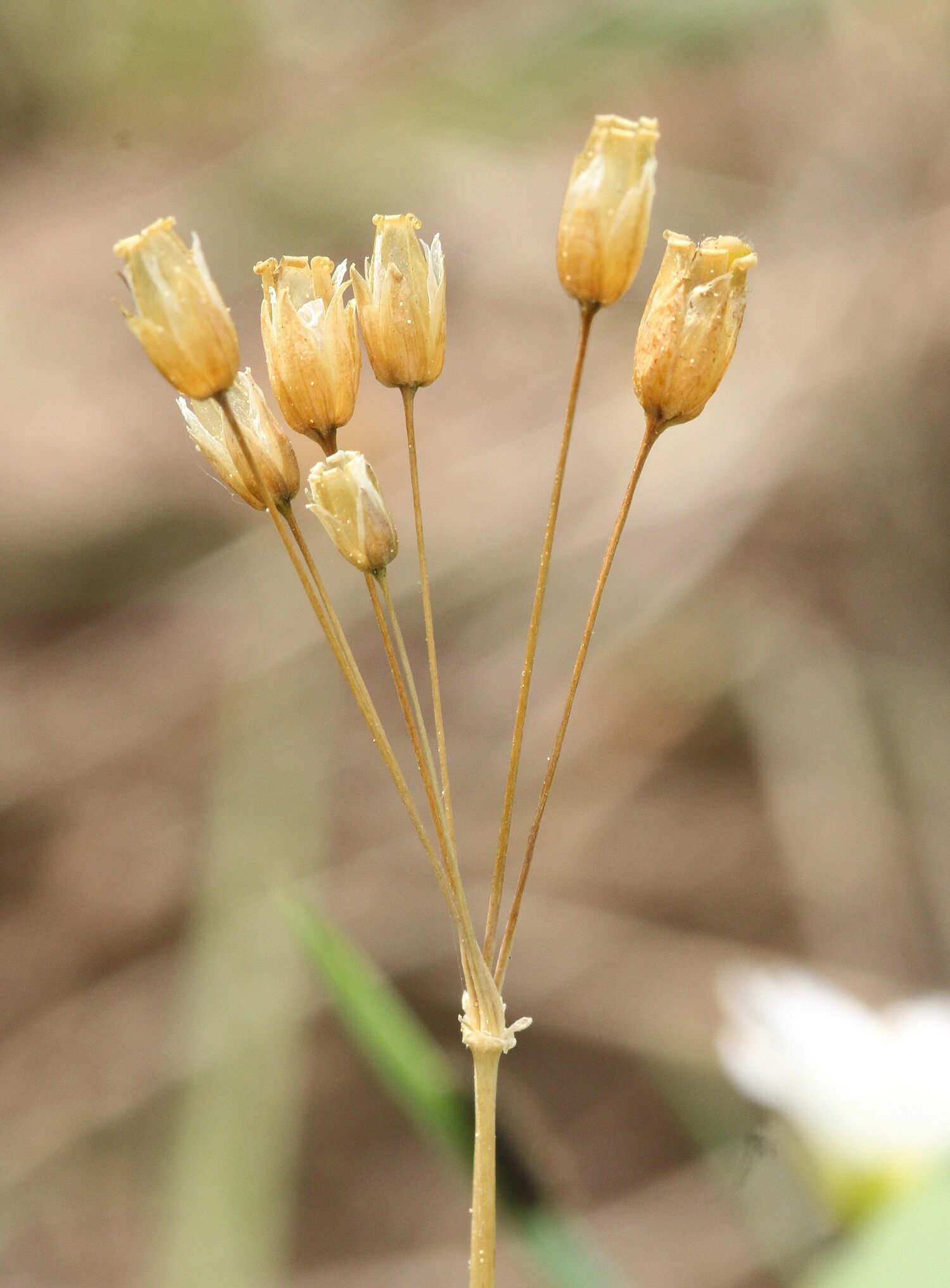 Dolden-Spurre (Holosteum umbellatum) (Foto: Wolfgang Dötsch) Dolden-Spurre (Holosteum umbellatum)