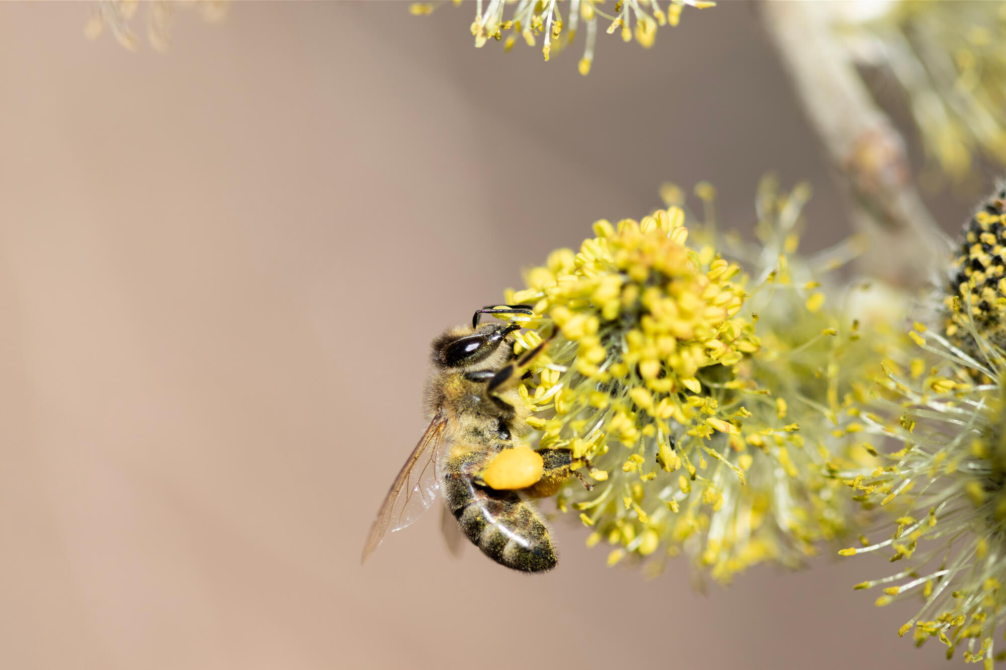 Honigbiene an Weidenkätzchen