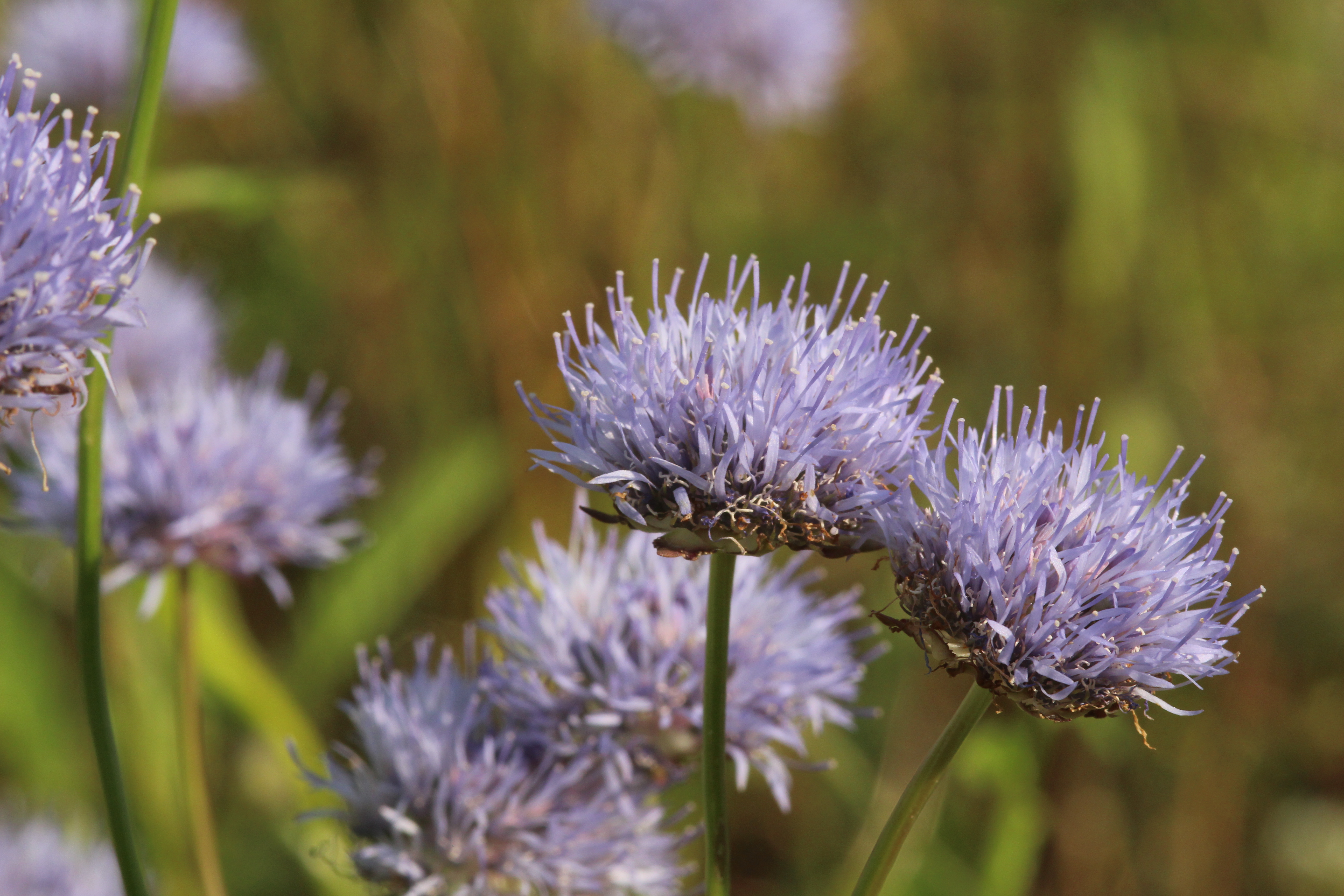 Bergsandglöckchen (Jasione montana)