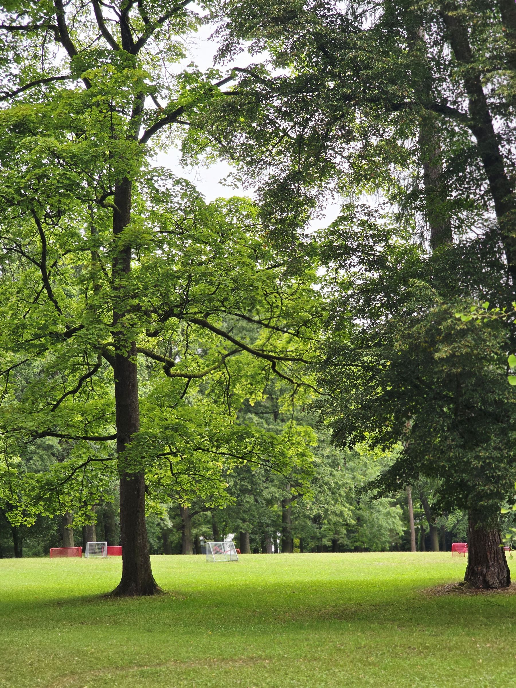 Wiese im Platnersbergpark