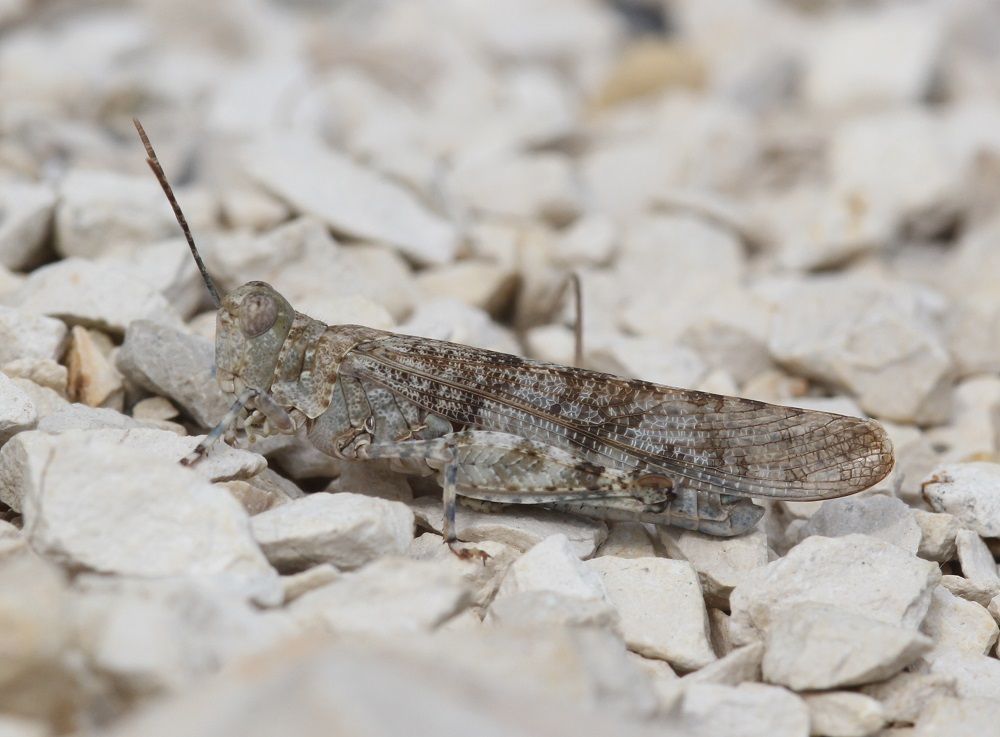 Blauflügelige Sandschrecke