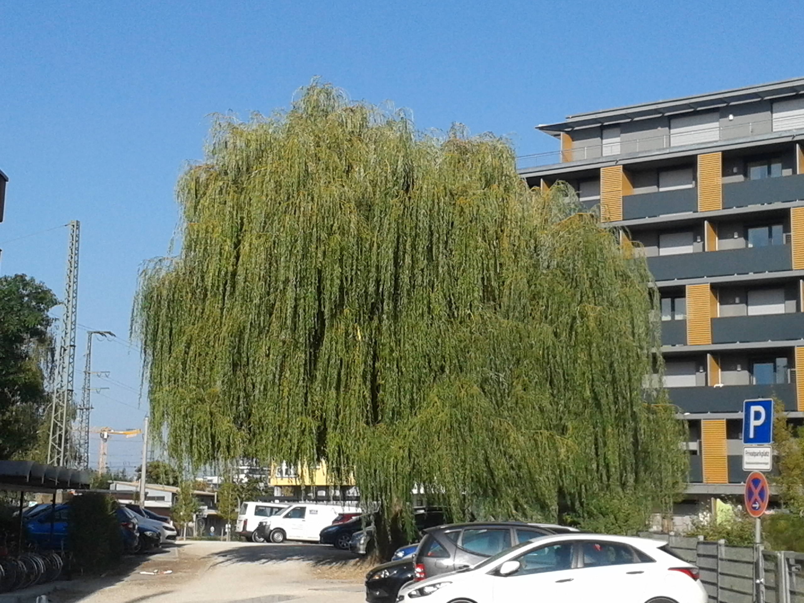 Weide hinter dem Bahnhof Weide hinter dem Bahnhof