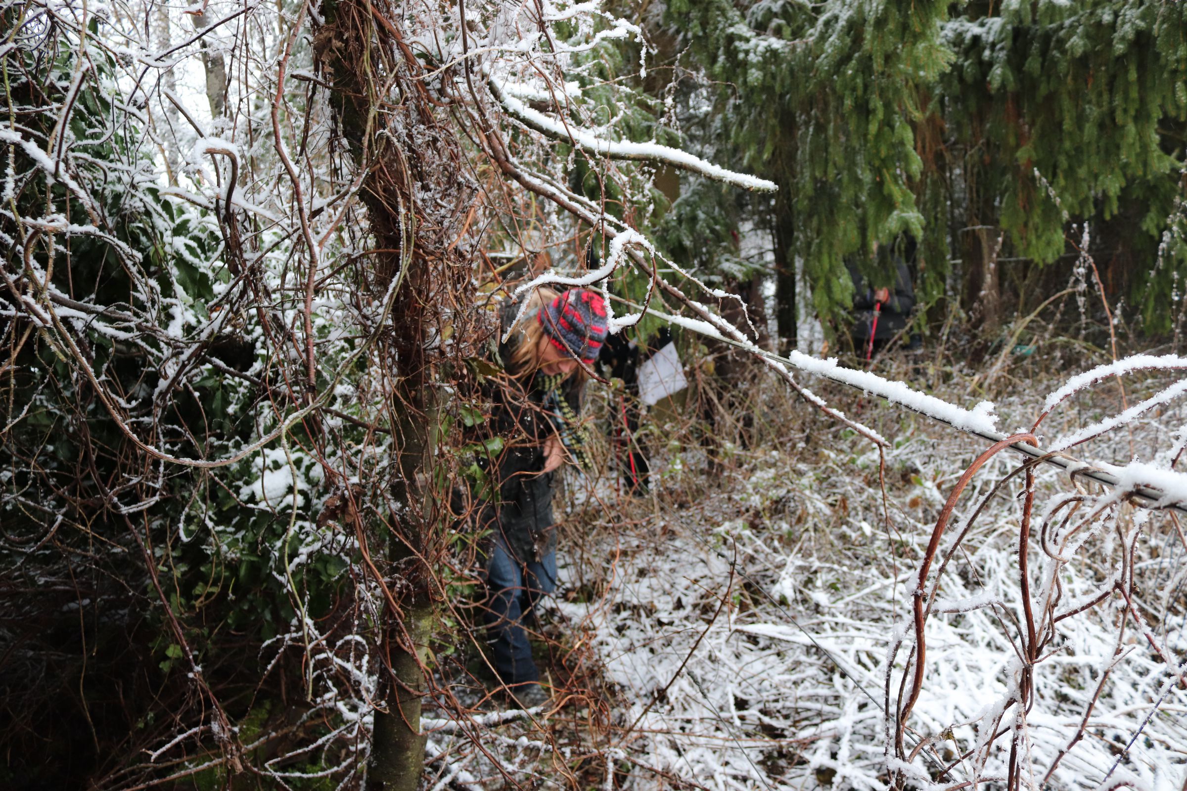 Bestimmung von Knospen