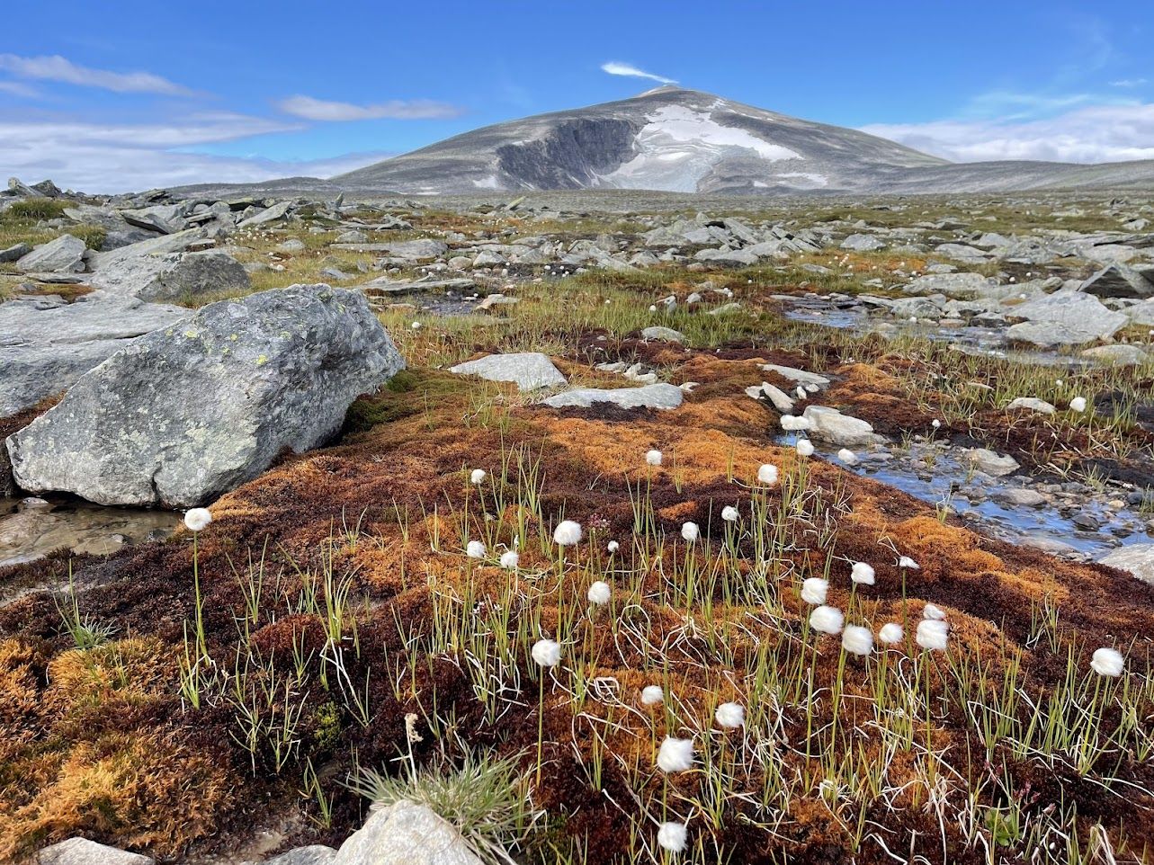 Wollgras in Norwegen (Foto: Tobias Kostial)
