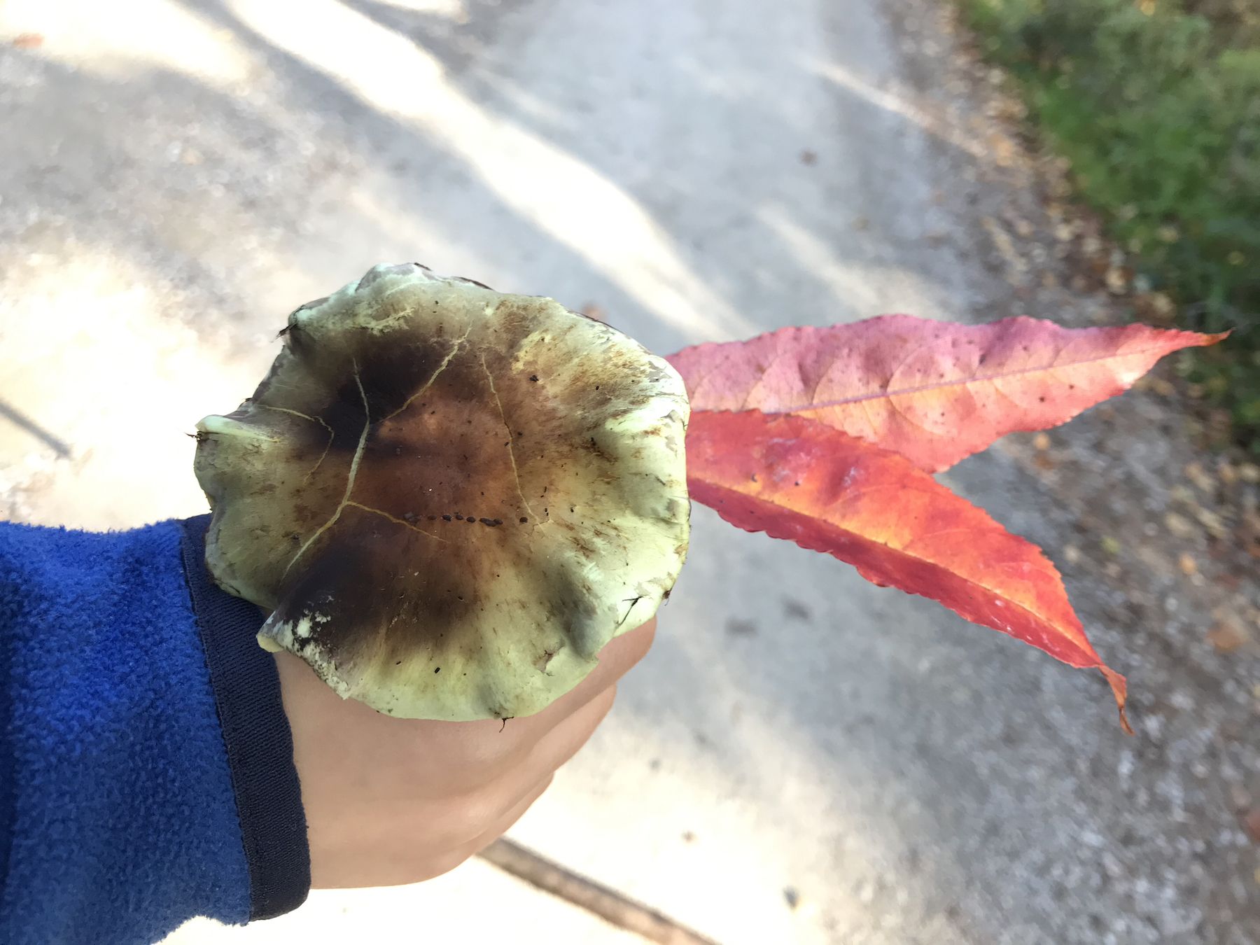 Pilz mit Herbstlaub