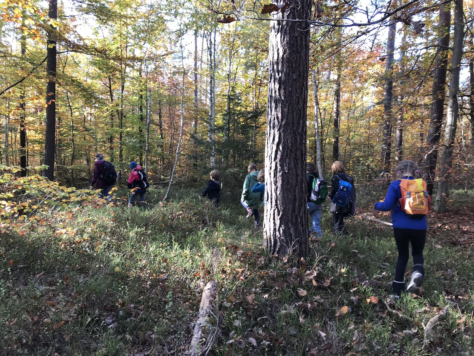 Pilzexkursion im Wald