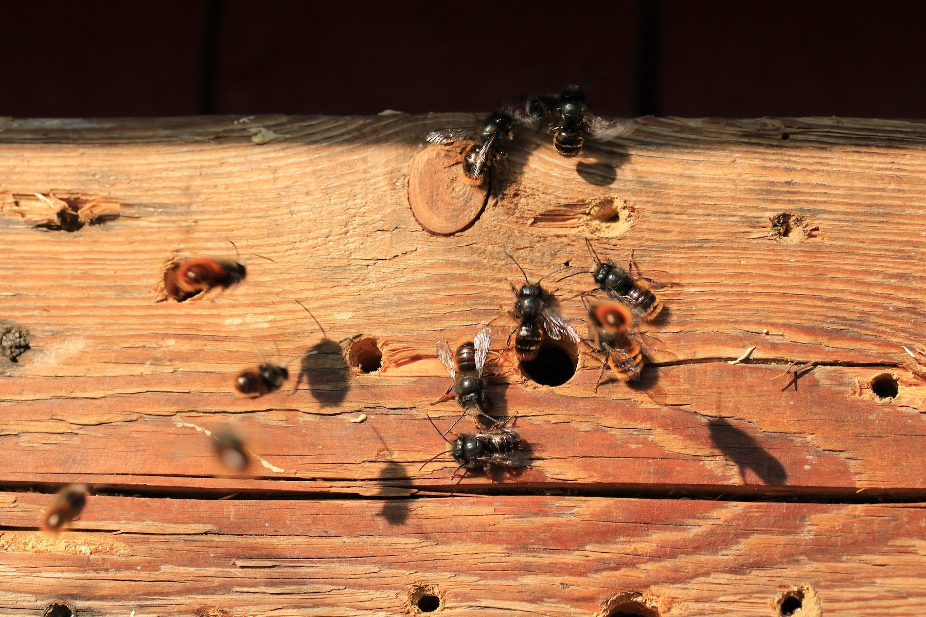 Nisthilfe für Wildbienen (Foto: Sabine Ratzel) Nisthilfe für Wildbienen