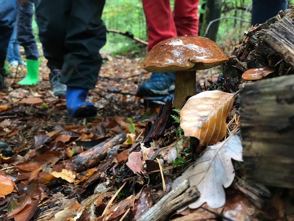 Pilz im Wald