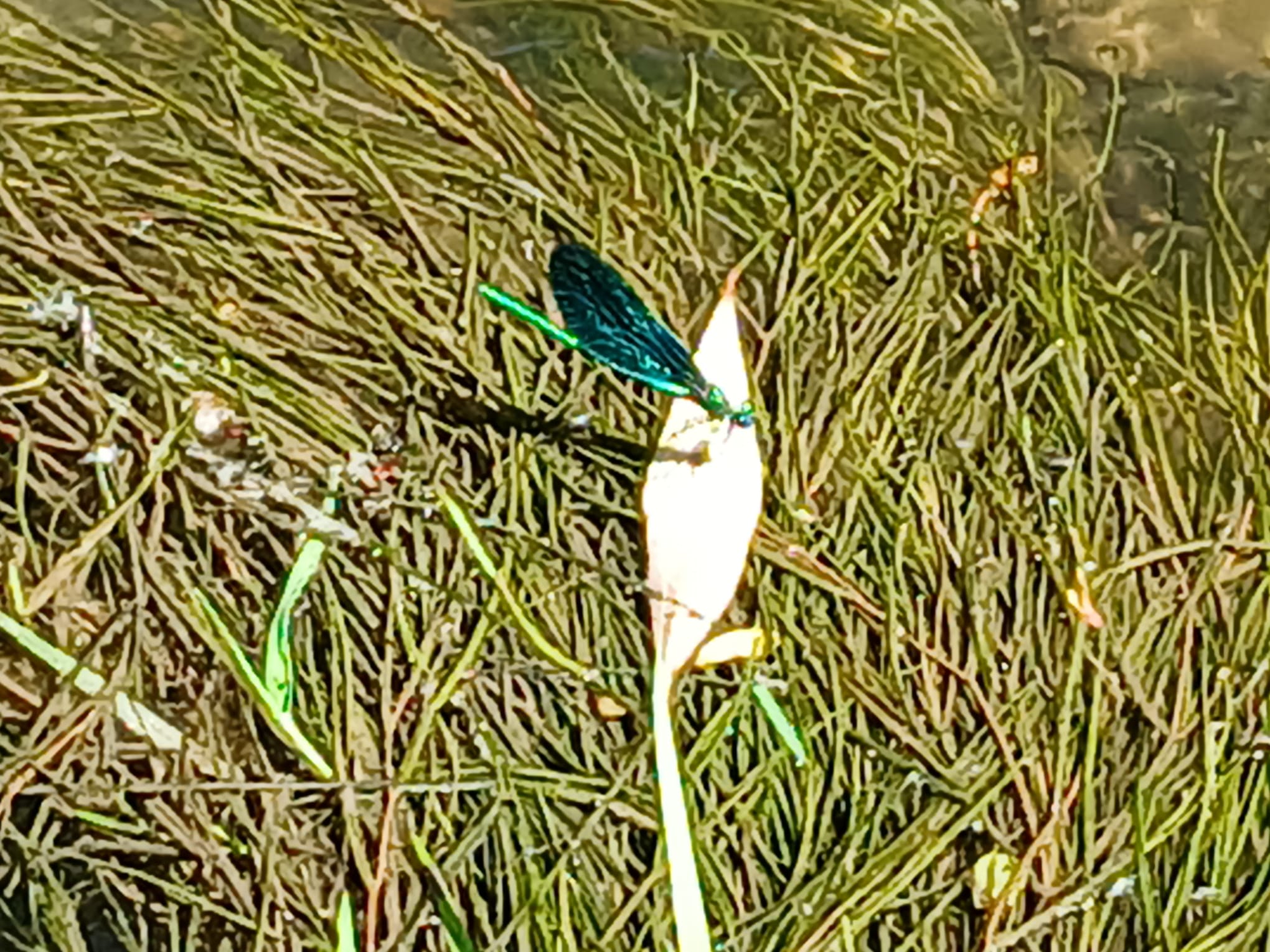 Prachtlibelle