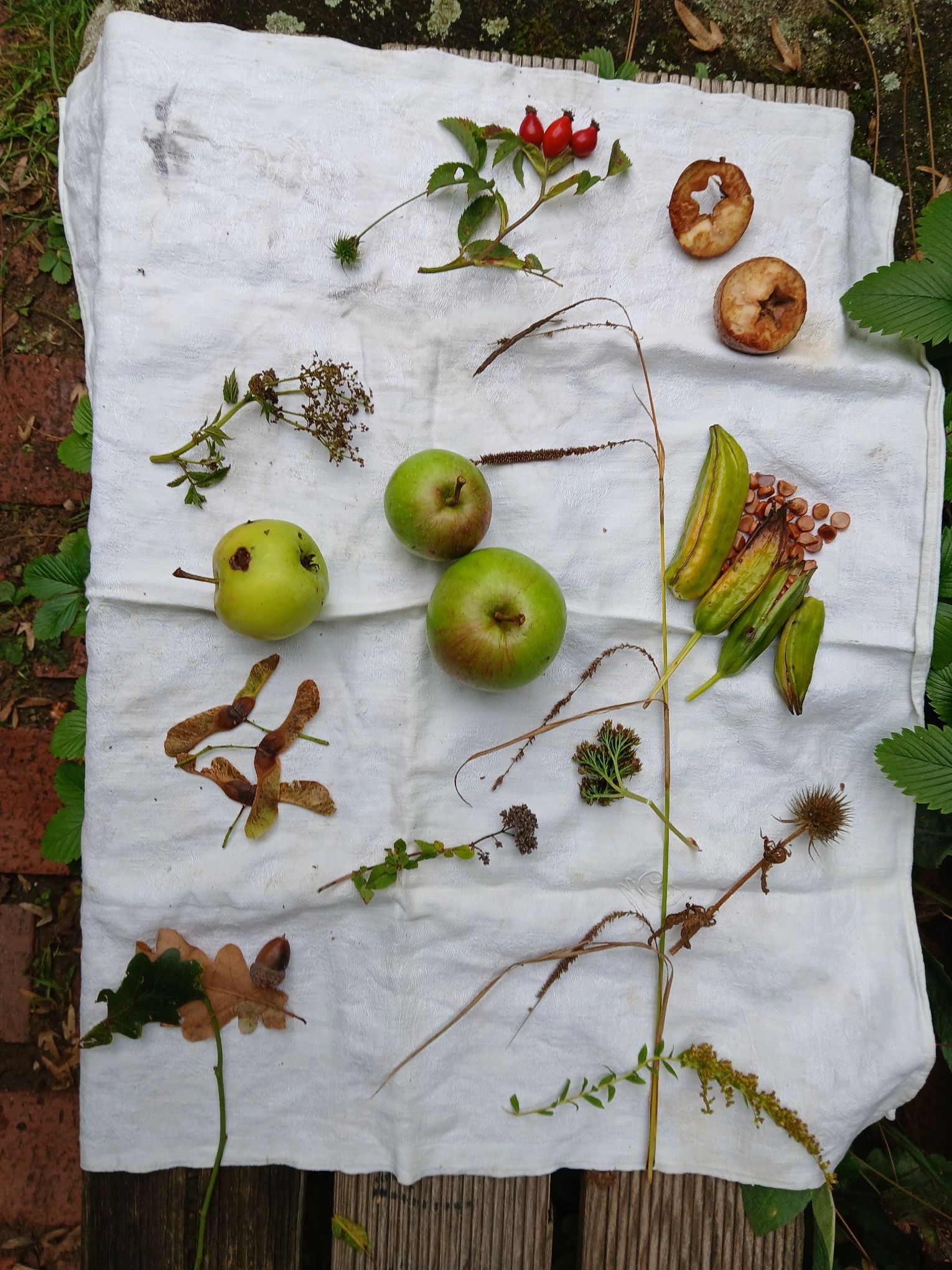 Früchte und Samen (Foto: Bruce Roberts) Früchte und Samen