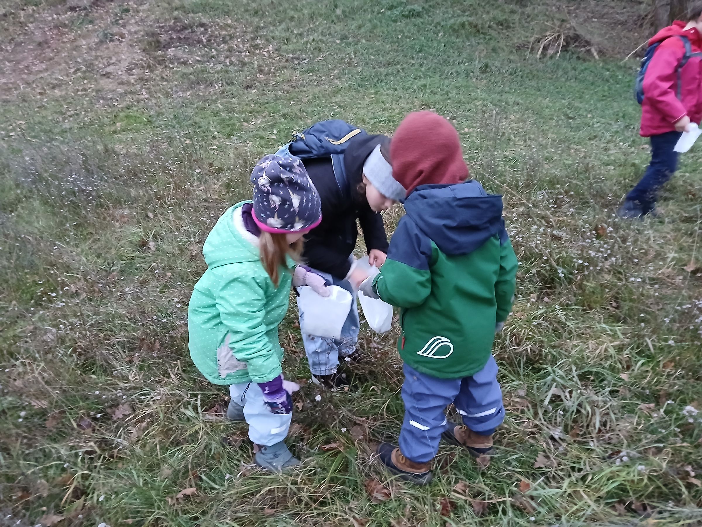 Sammeln von Saatgut (Foto: Bruce Roberts) Sammeln von Saatgut