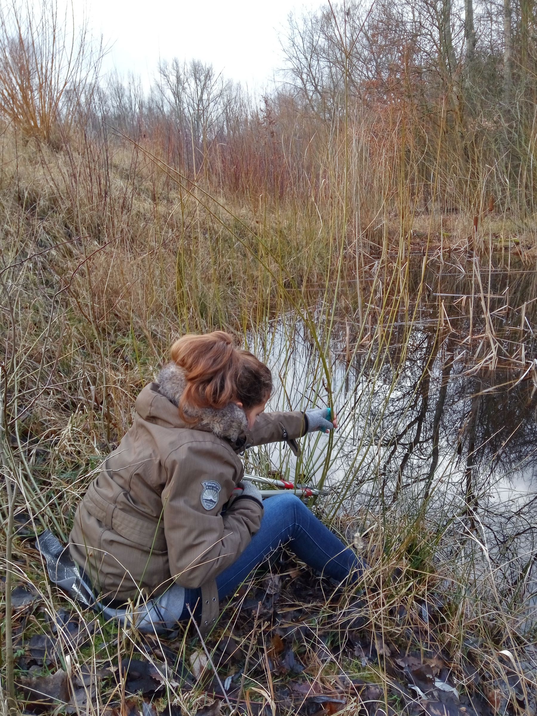 Weidenschneiden im Marienbergpark