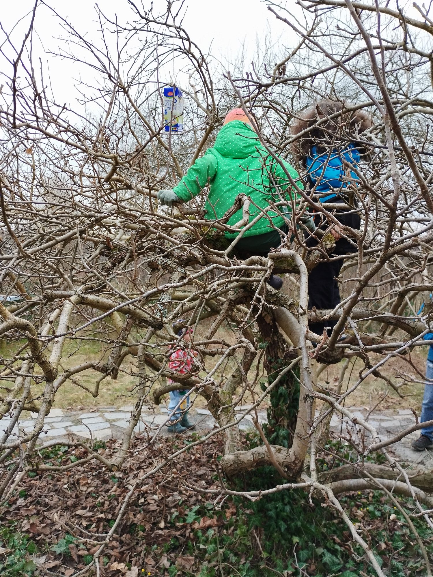 Kind klettert in Baum