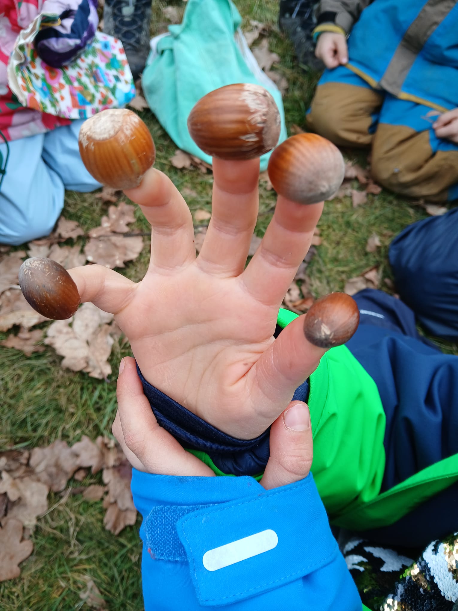 Kinderhand mit Haselnussschalen