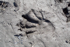 Pfotenabdruck eines Bibers