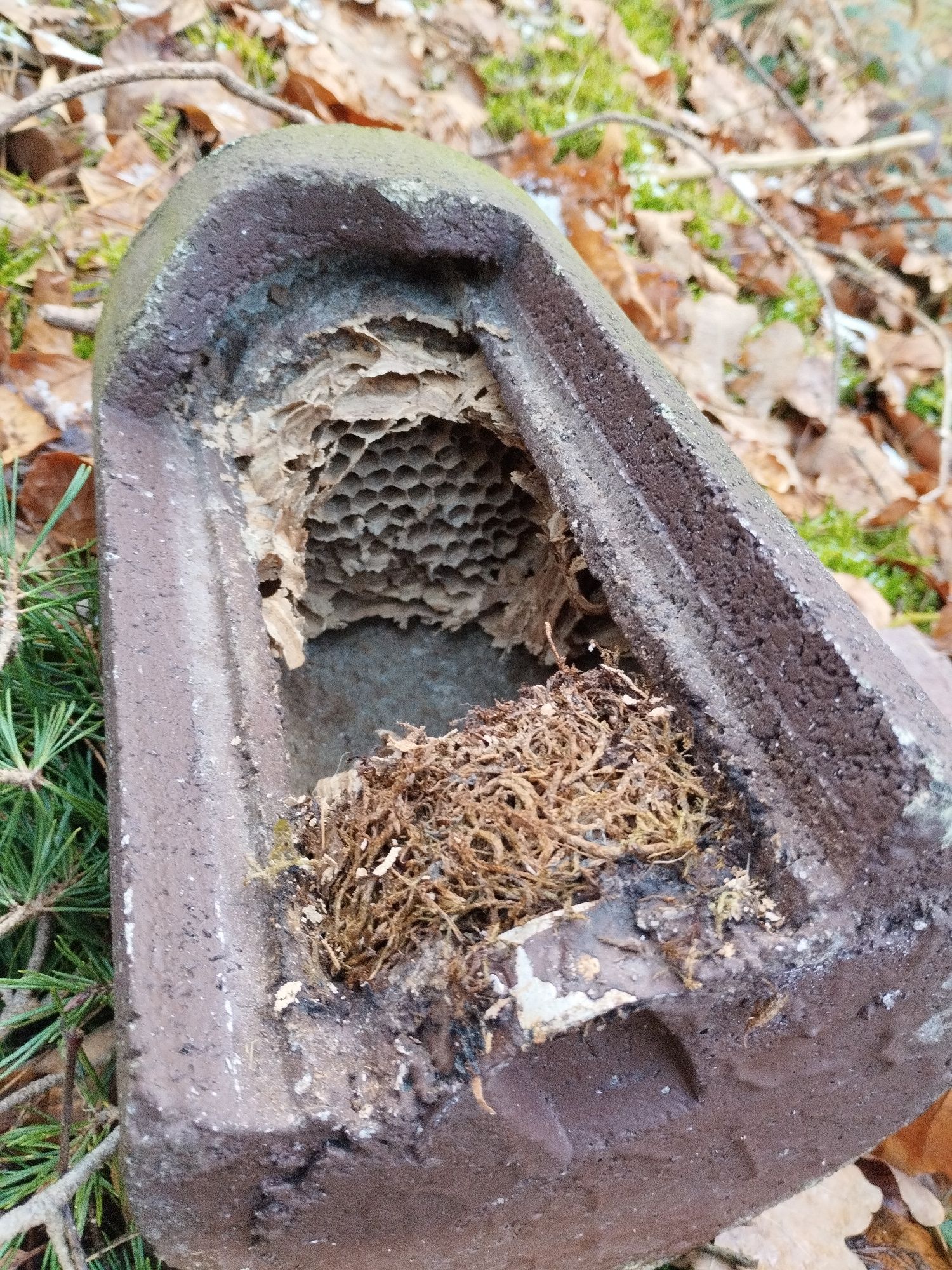 altes Hornissennest in Nistkasten (Foto: Sabine Scherer) altes Hornissennest in Nistkasten