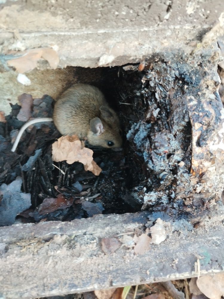 Maus in Nistkasten (Foto: Sabine Scherer) Maus in Nistkasten