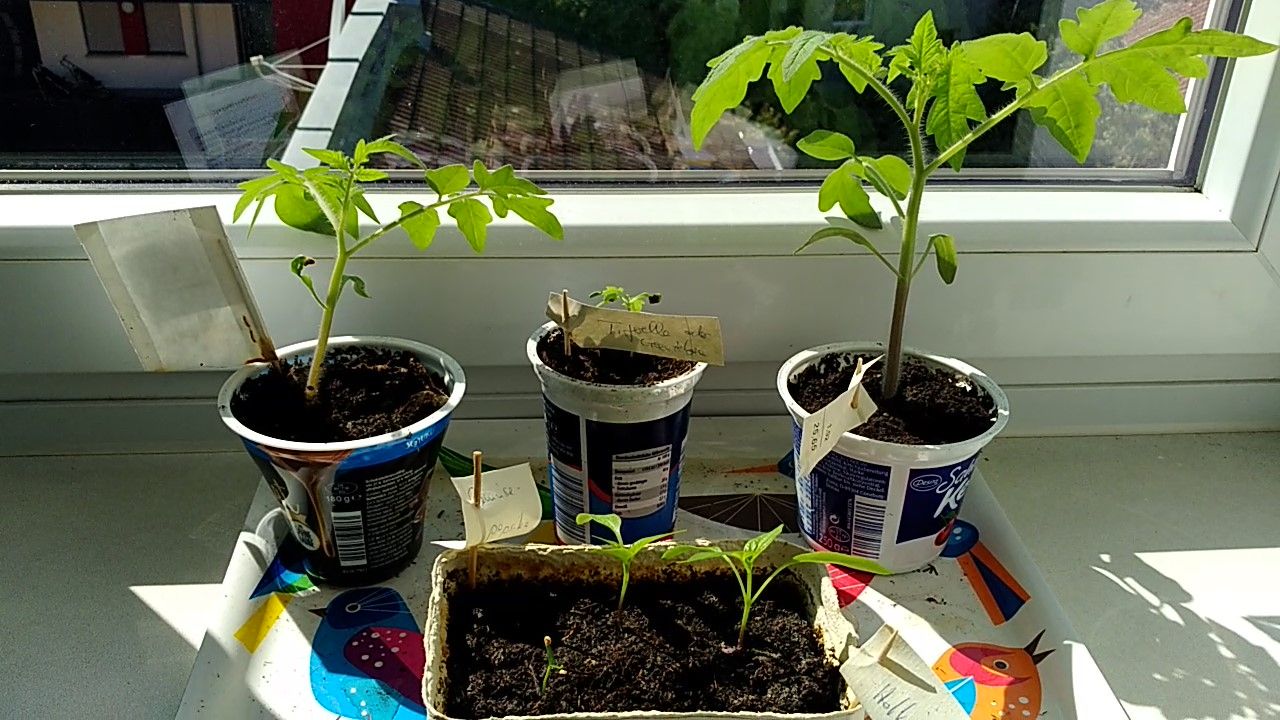 Garten auf der Fensterbank Garten auf der Fensterbank