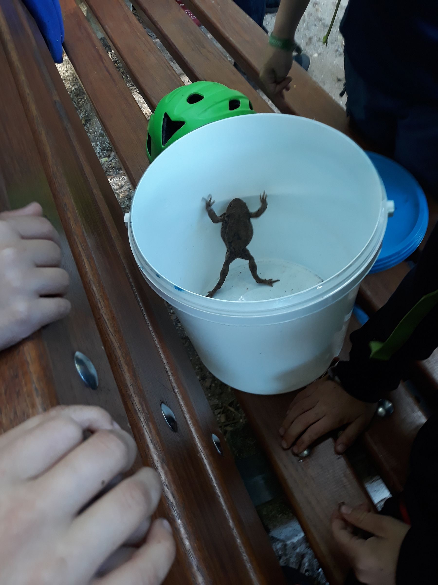 Frosch im Eimer