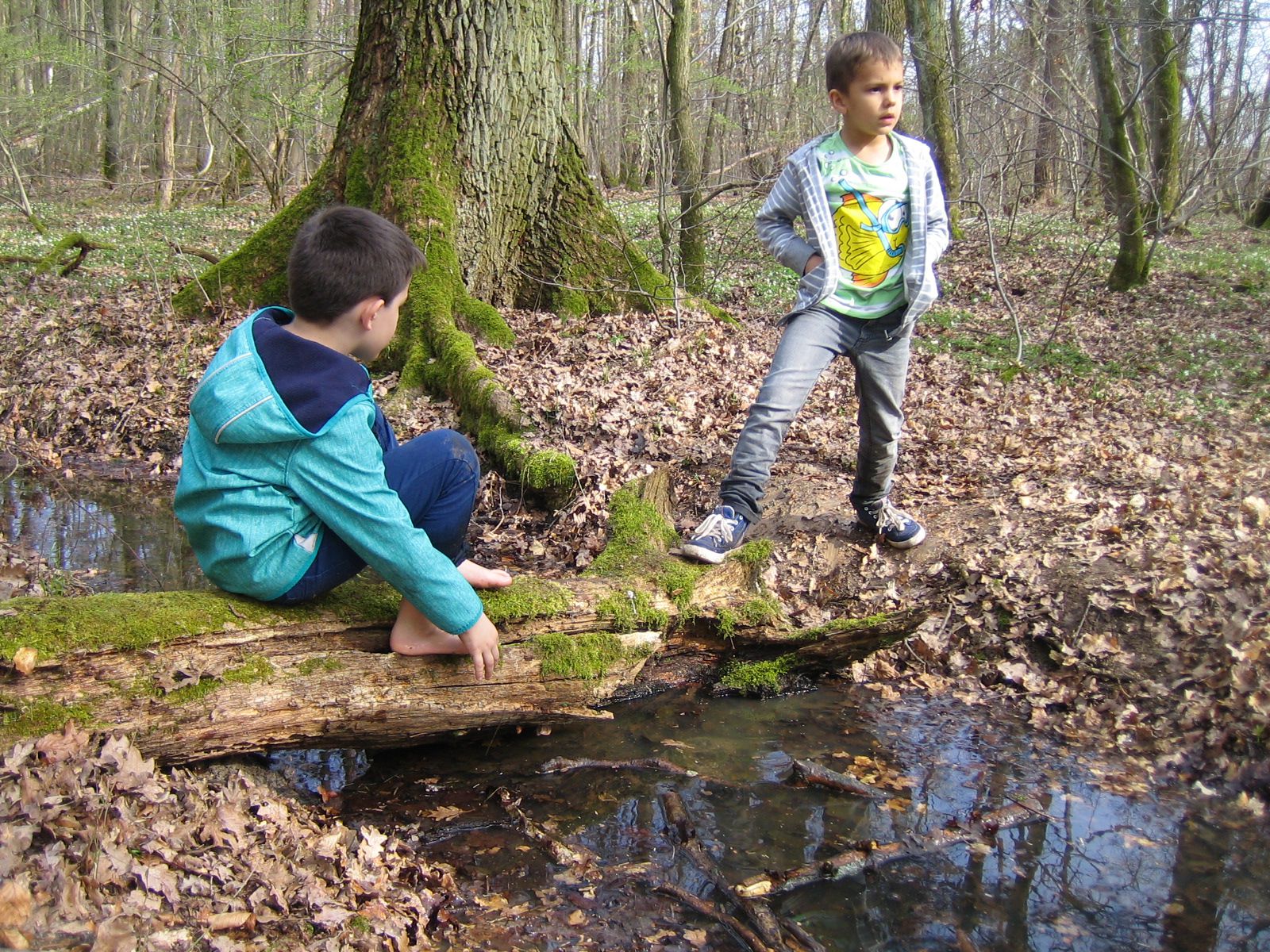 auf Baumstamm