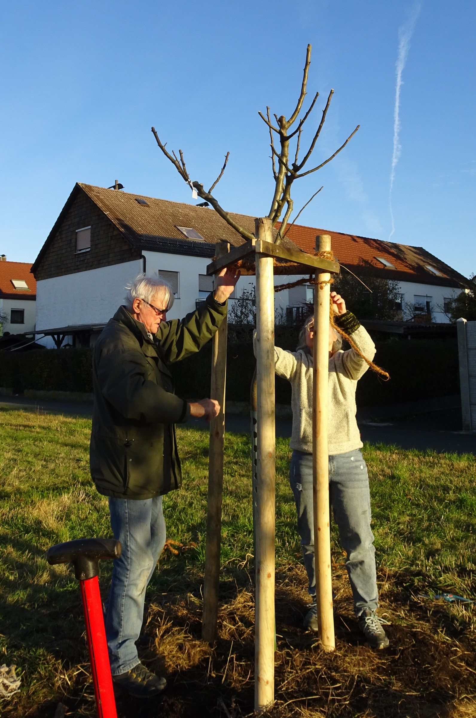 Baumpflanzung