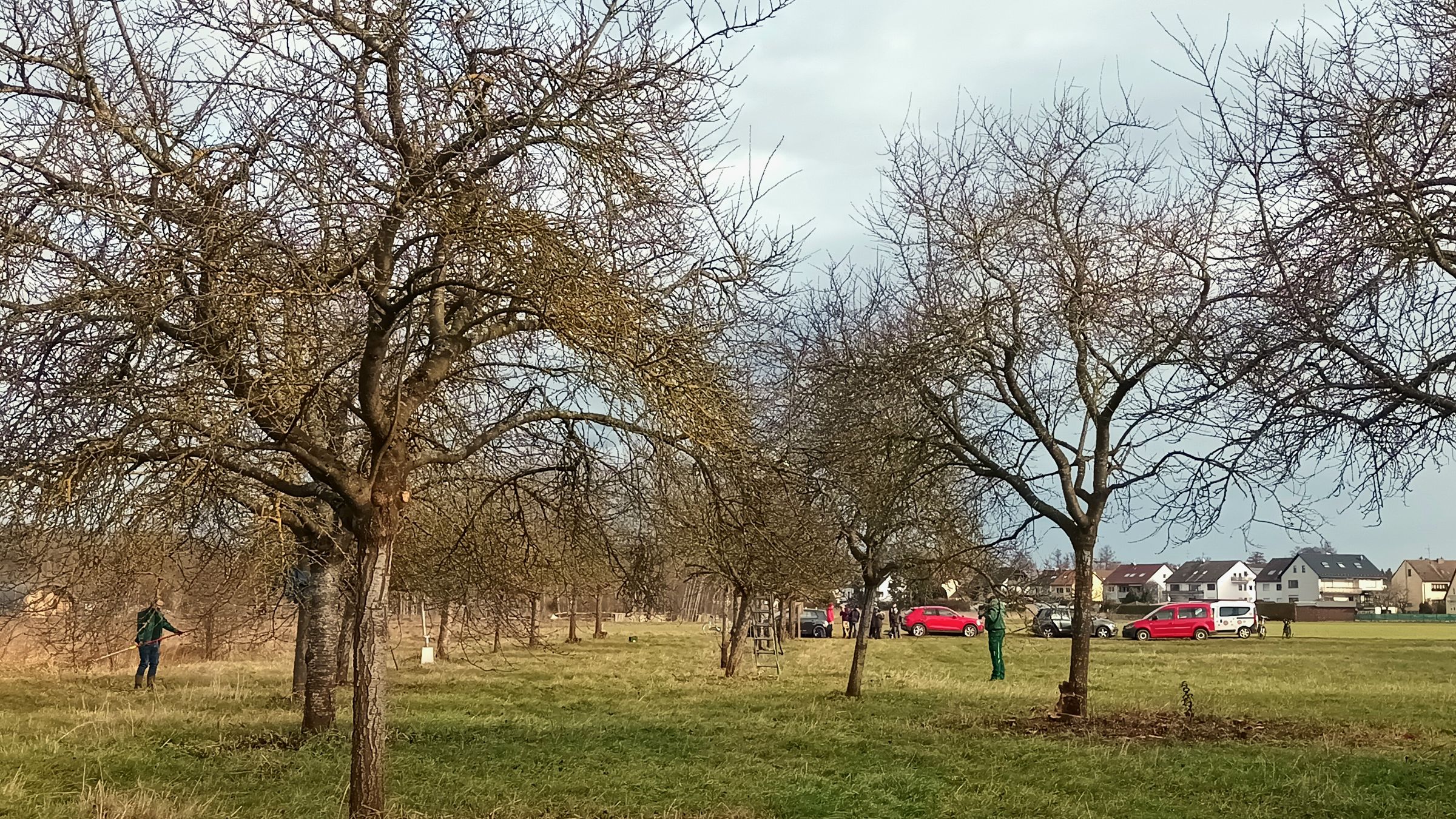 Pflege der Streuobstwiese Großgründlach