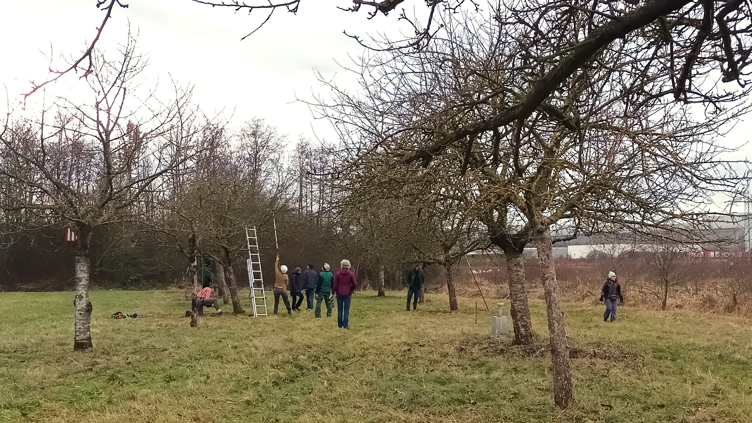 Pflege der Streuobstwiese Großgründlach