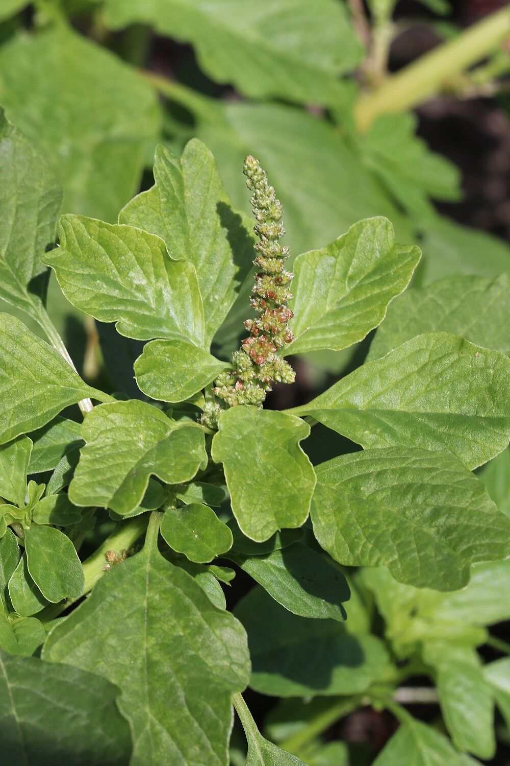 Aufsteigender Amaranth (Amaranthus blitum)