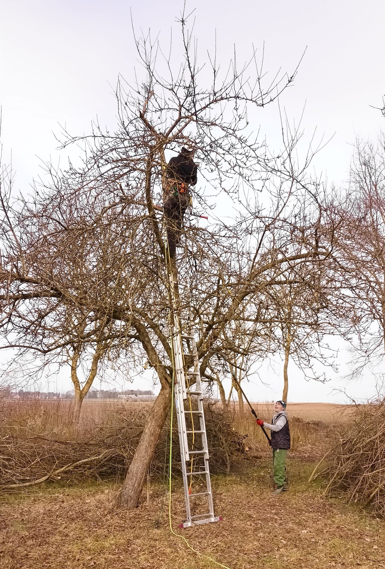 Anja schneidet den Apfelbaum