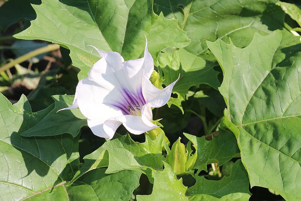 Gemeiner Stechapfel (Datura stramonium var. tatula)