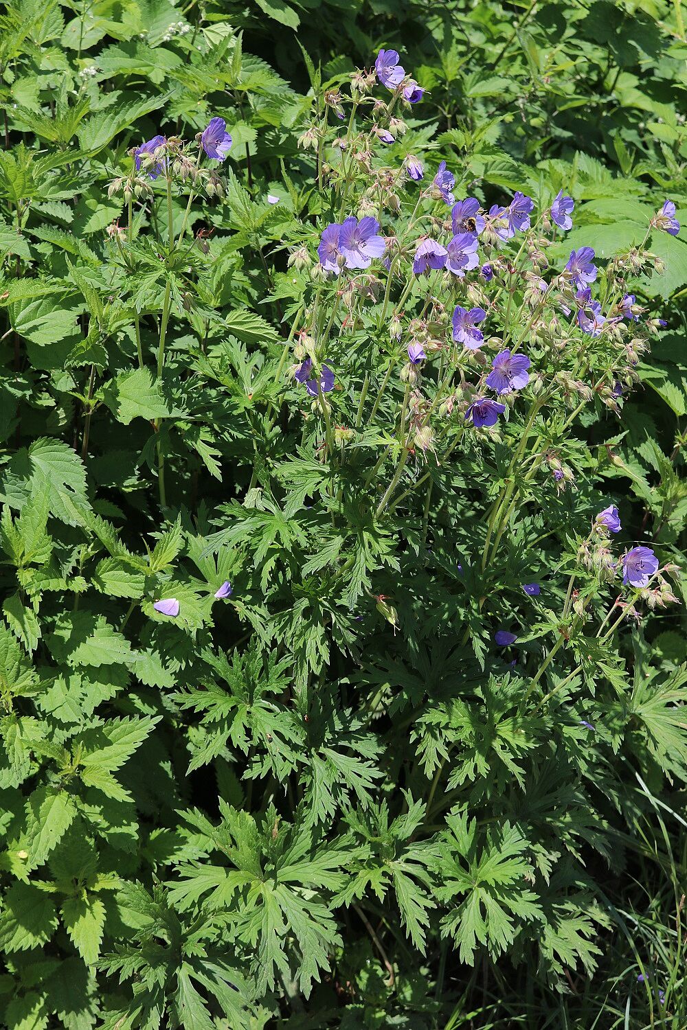 Wiesen-Storchschnabel (Geranium pratense)