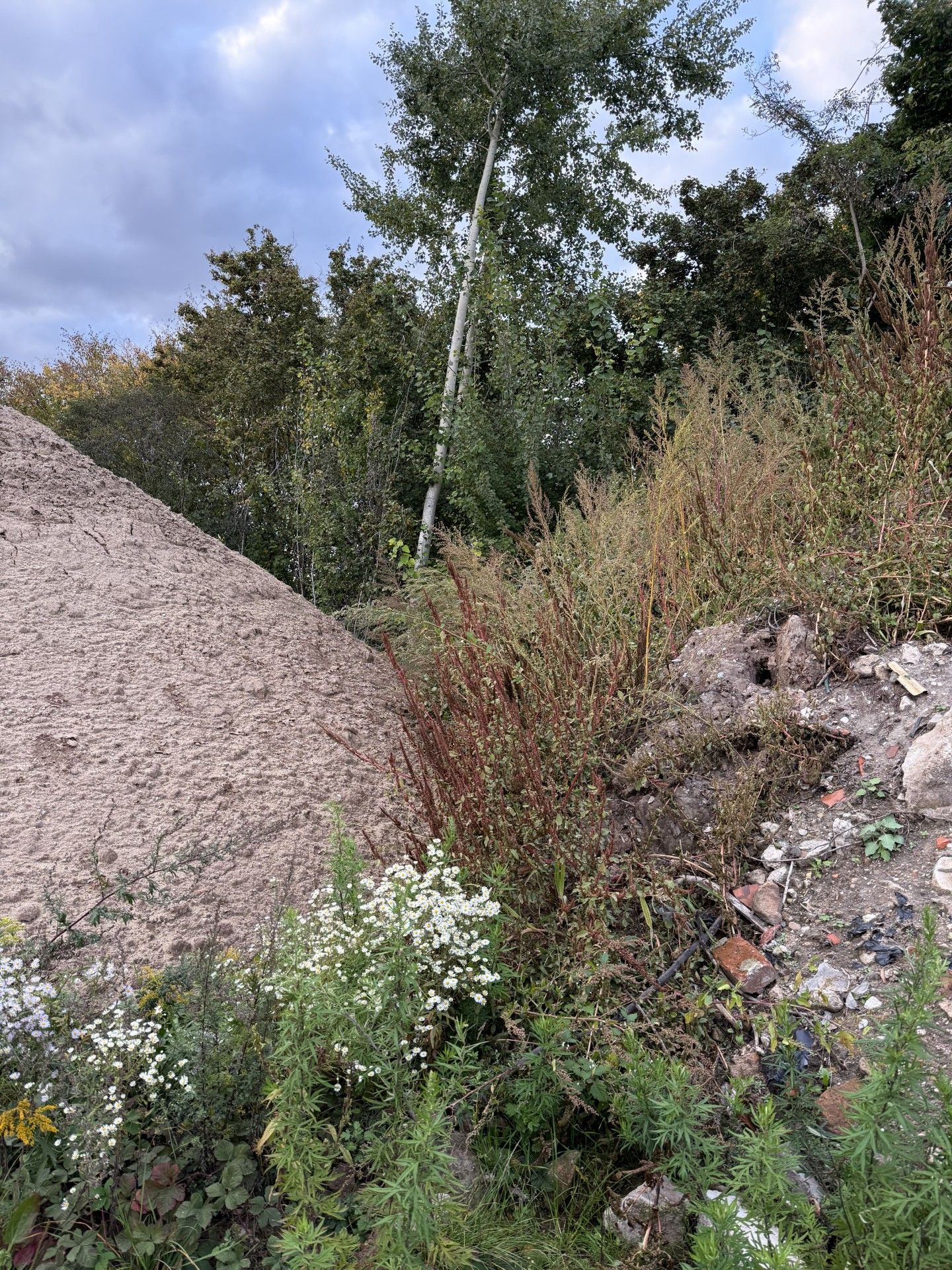 jetziger Zustand der Hecke