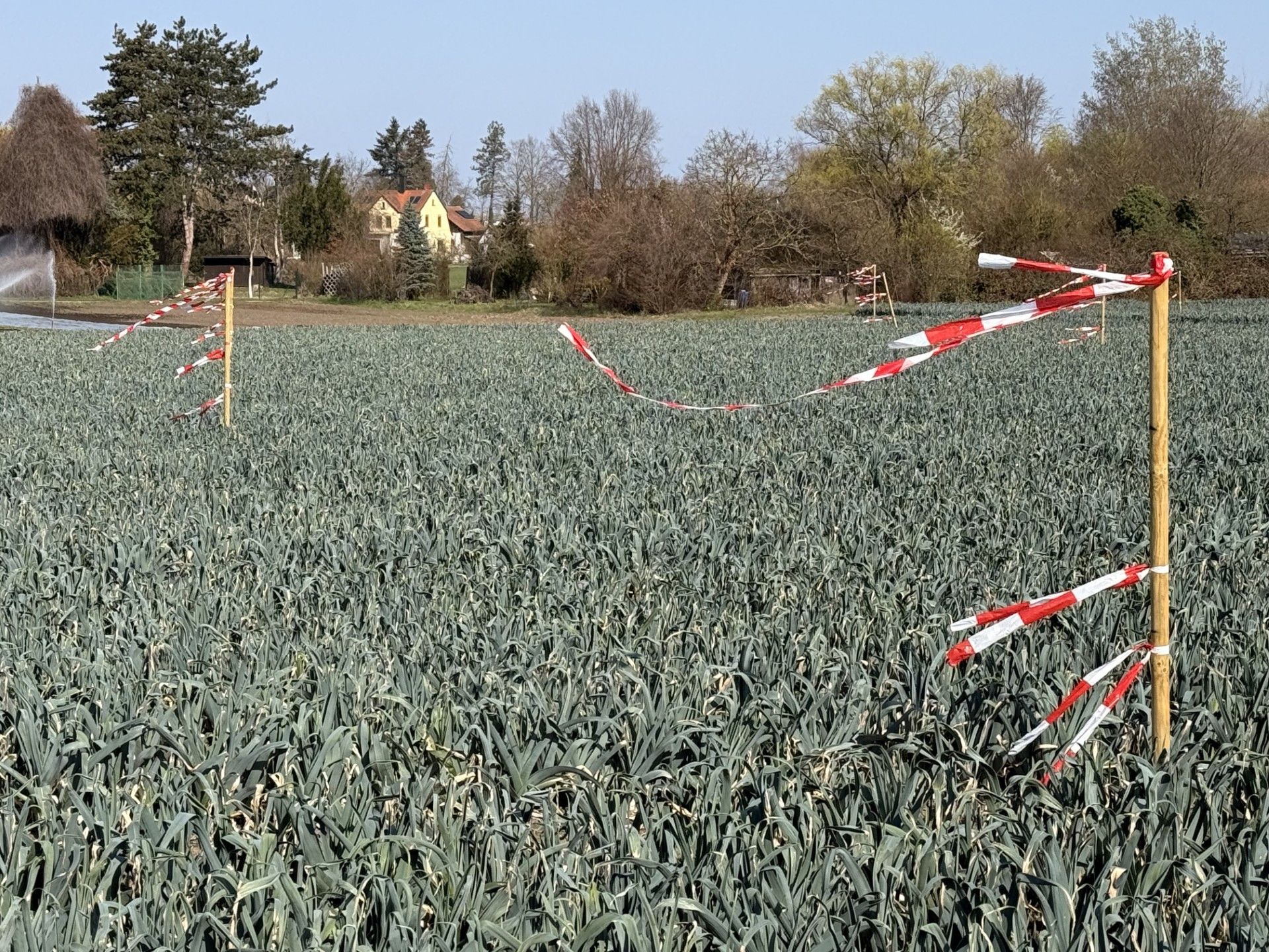 Flatterbänder auf Gemüsefeld