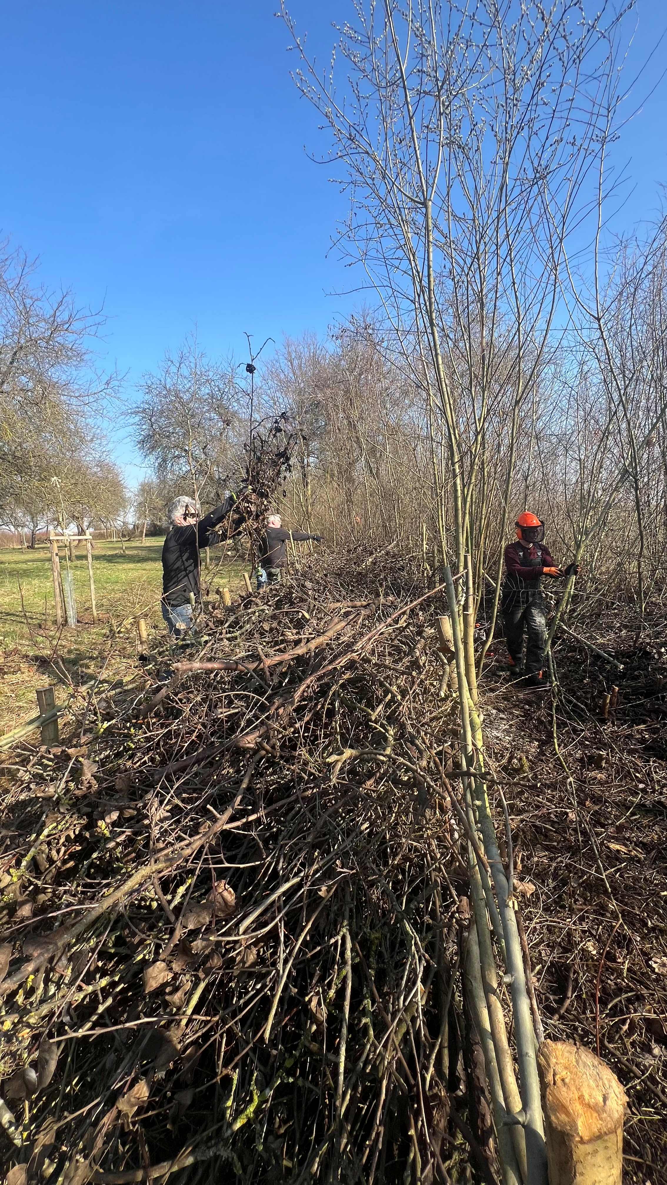 Pfostensägen und Befüllen der Hecke