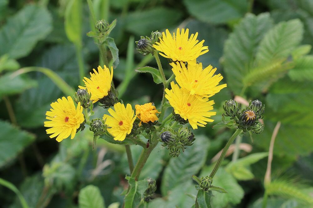 Gewöhnliches Bitterkraut (Picris hieracioides)