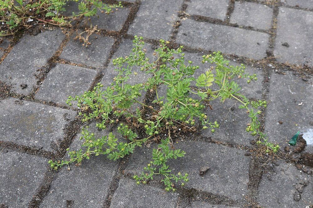 Niedriges Fingerkraut (Potentilla supina)