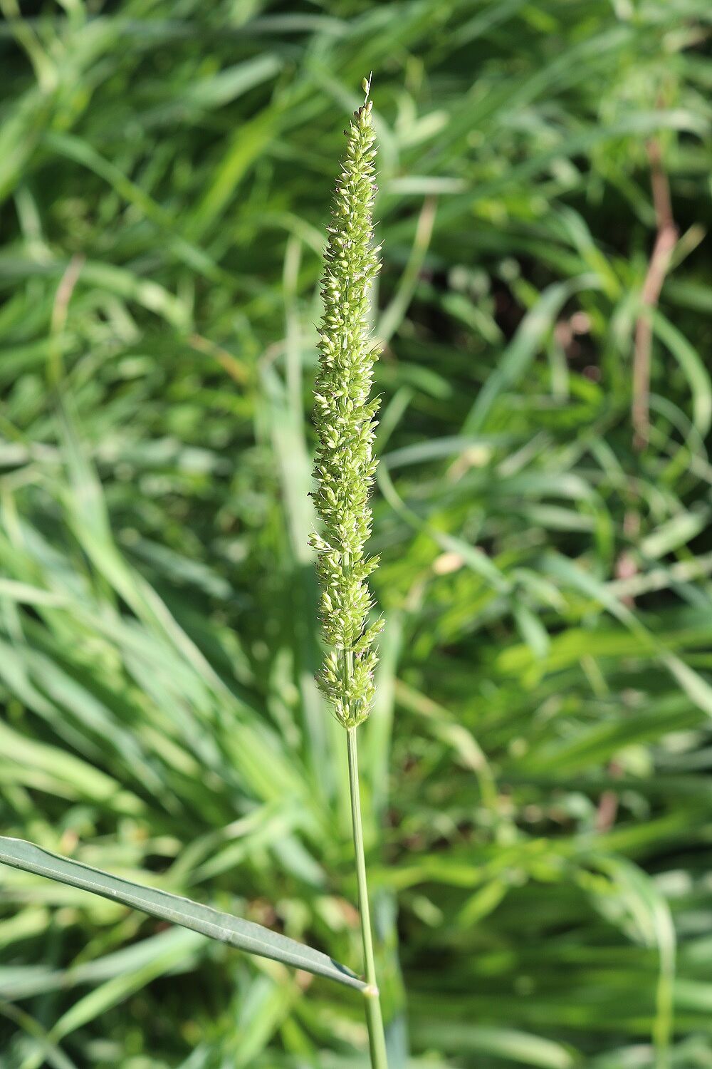 Kletten-Borstenhirse (Setaria verticillata)