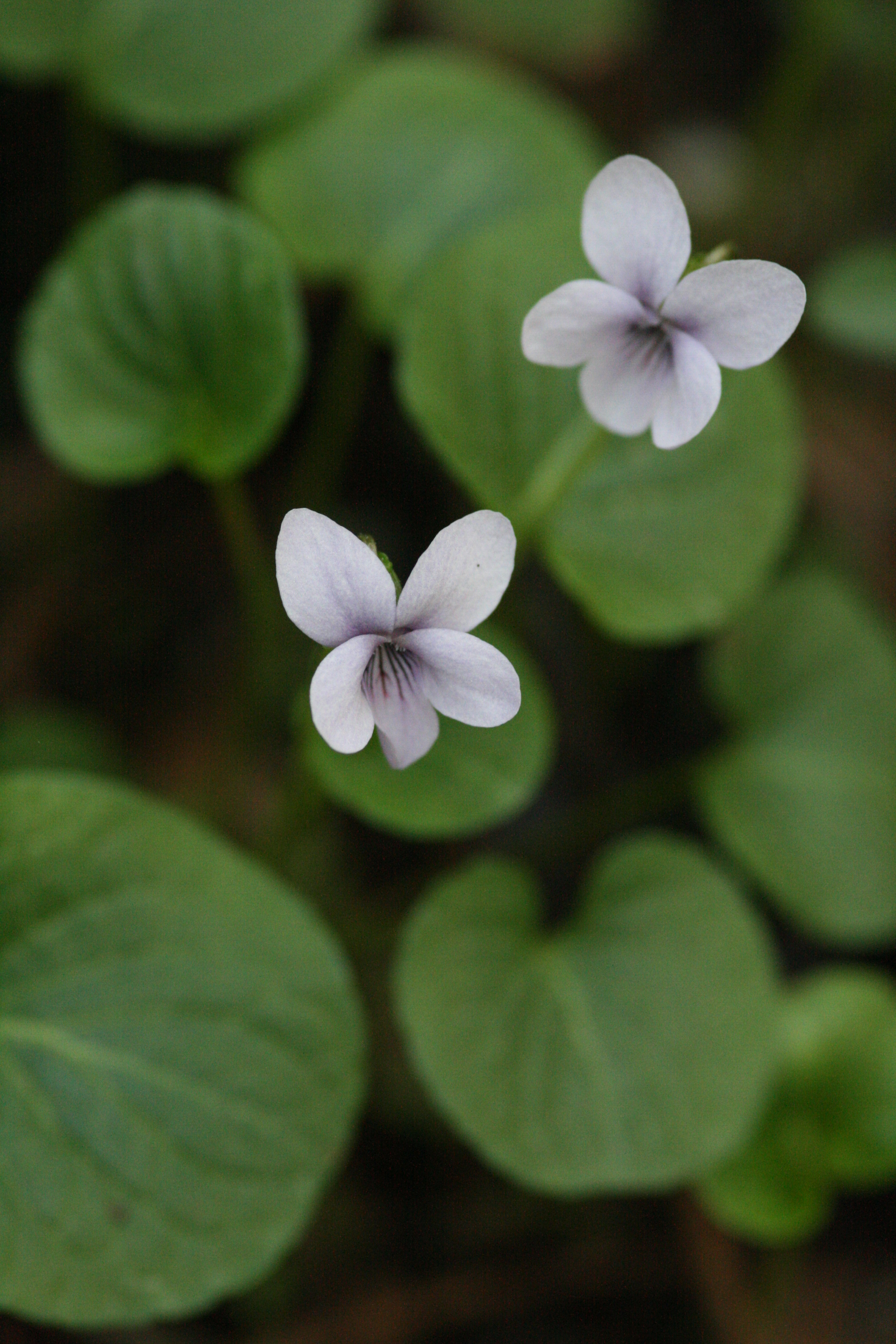 Sumpf-Veilchen (Viola palustris)