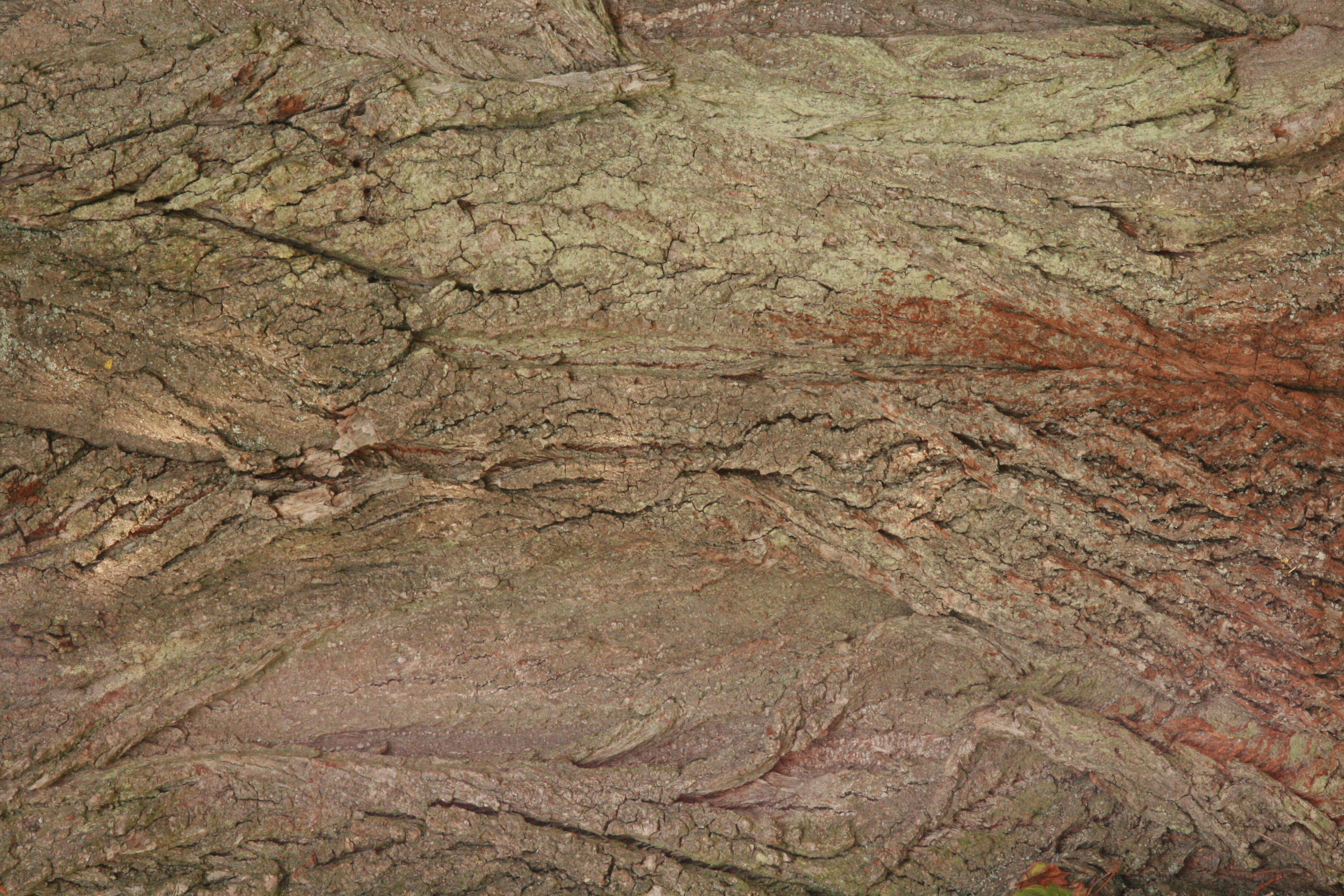 Winterlinde (Tilia cordata) – Stamm