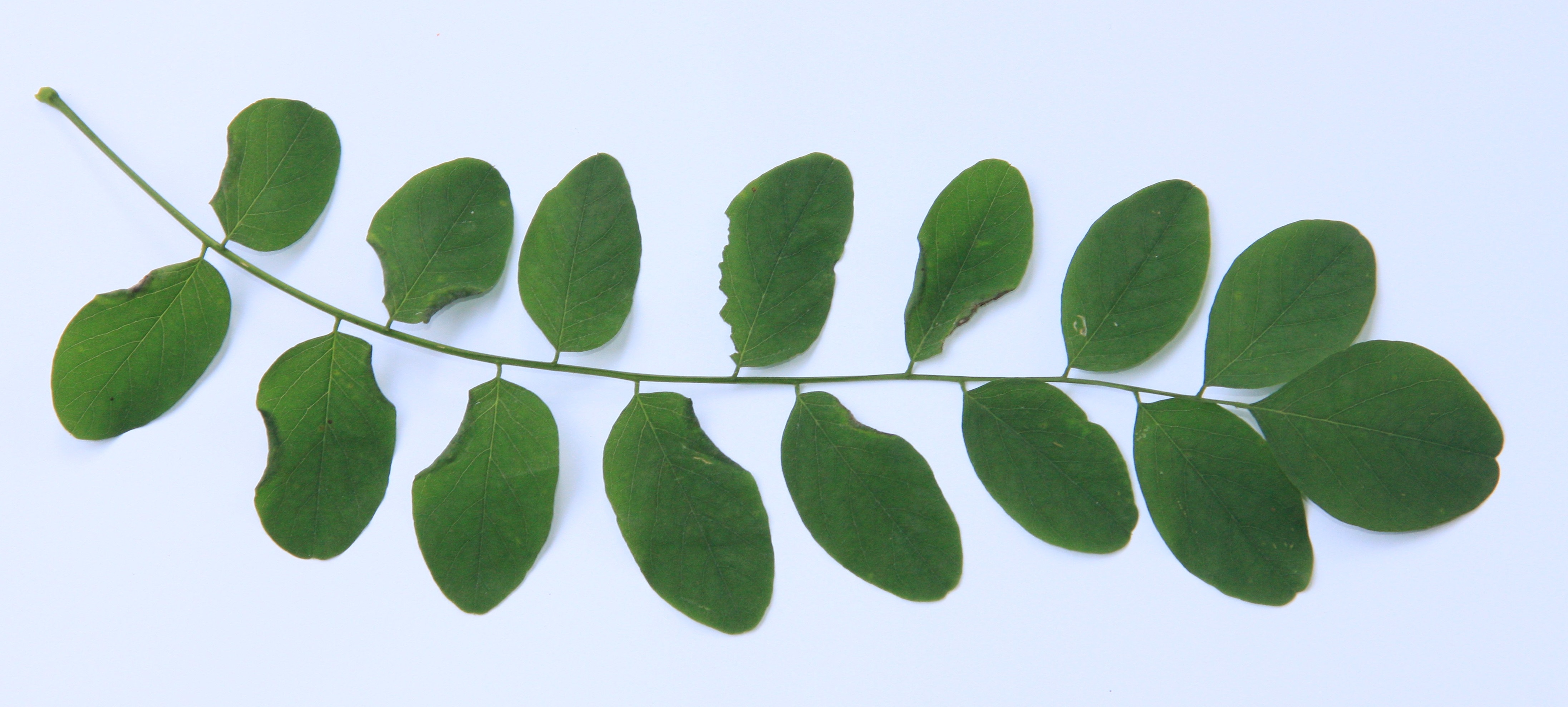 Robinie (Robinia pseudoacacia) – Blatt