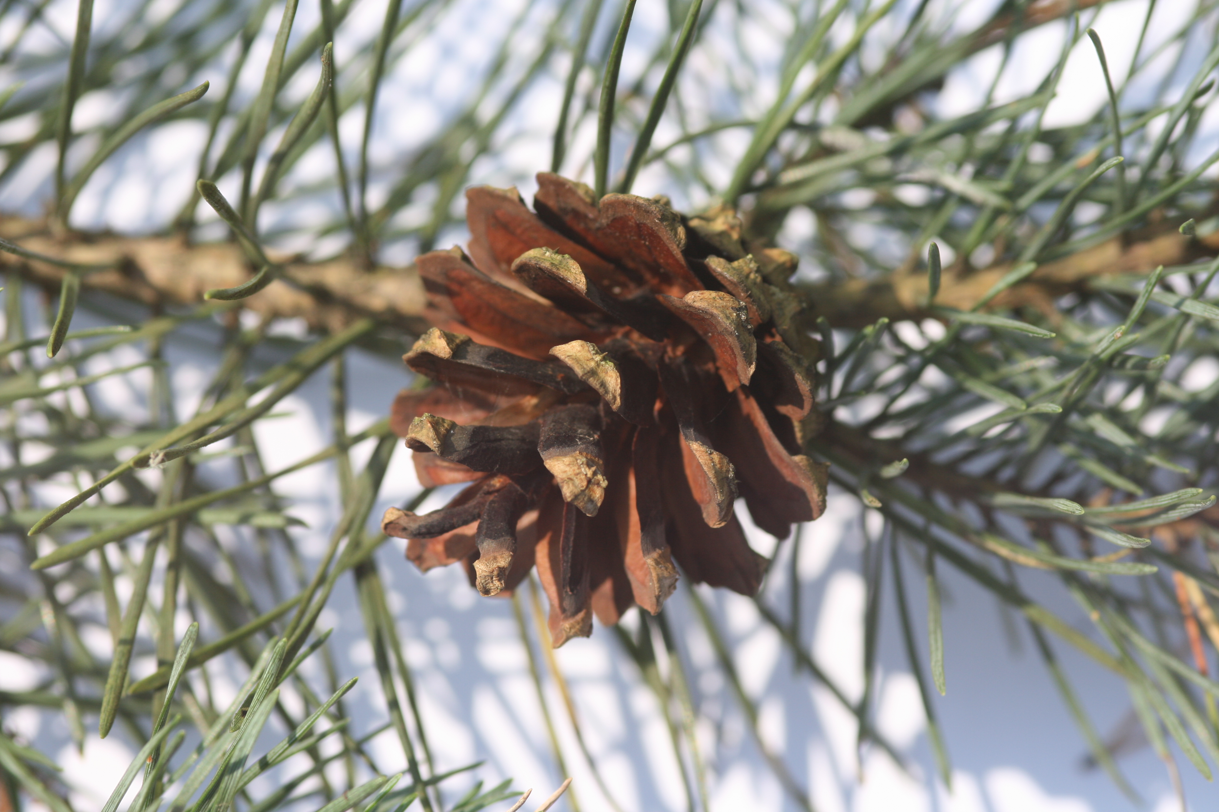 Waldkiefer (Pinus sylvestris) – Zapfen