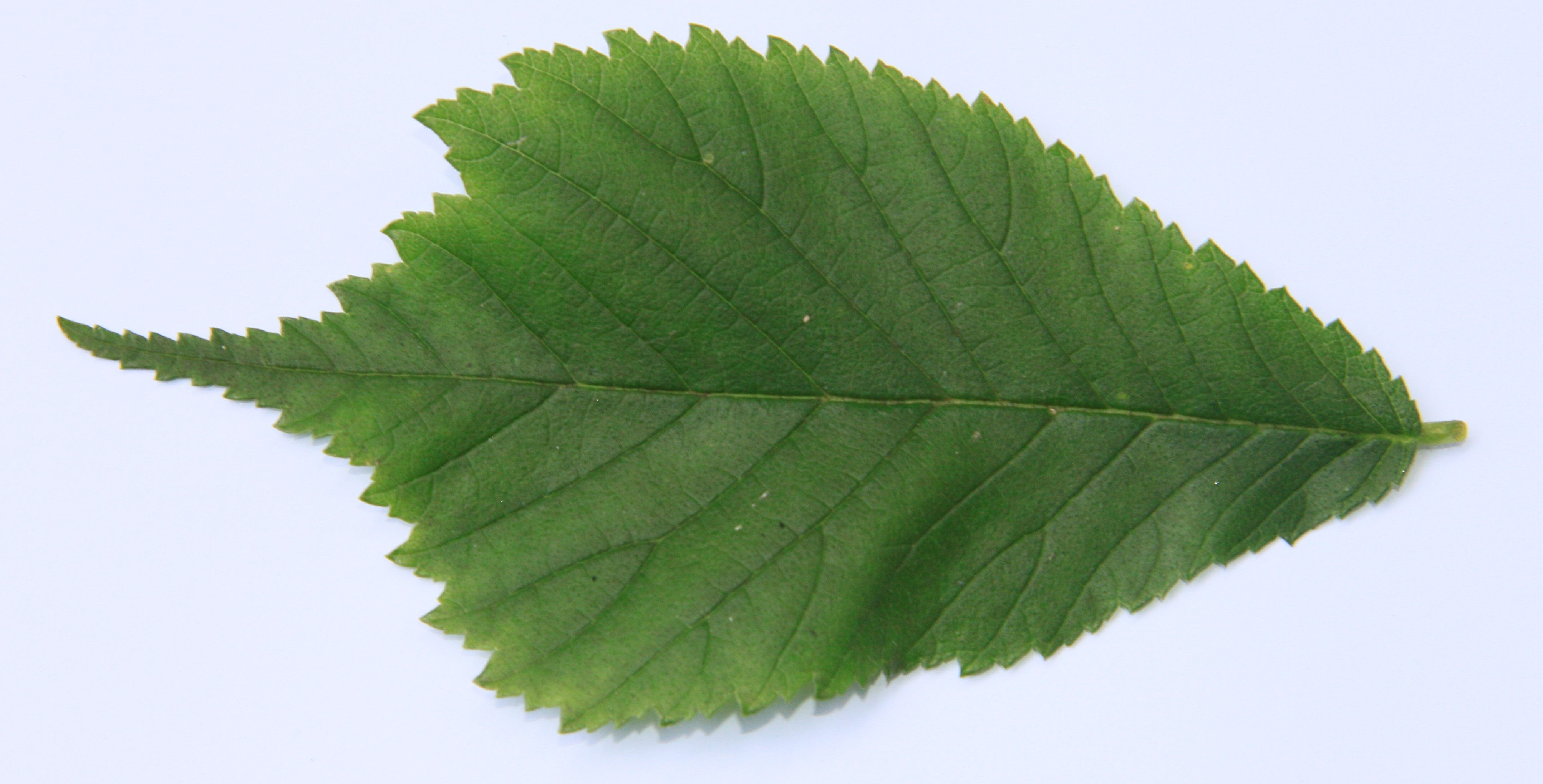 Ulme (Ulmus glabra) – Blatt