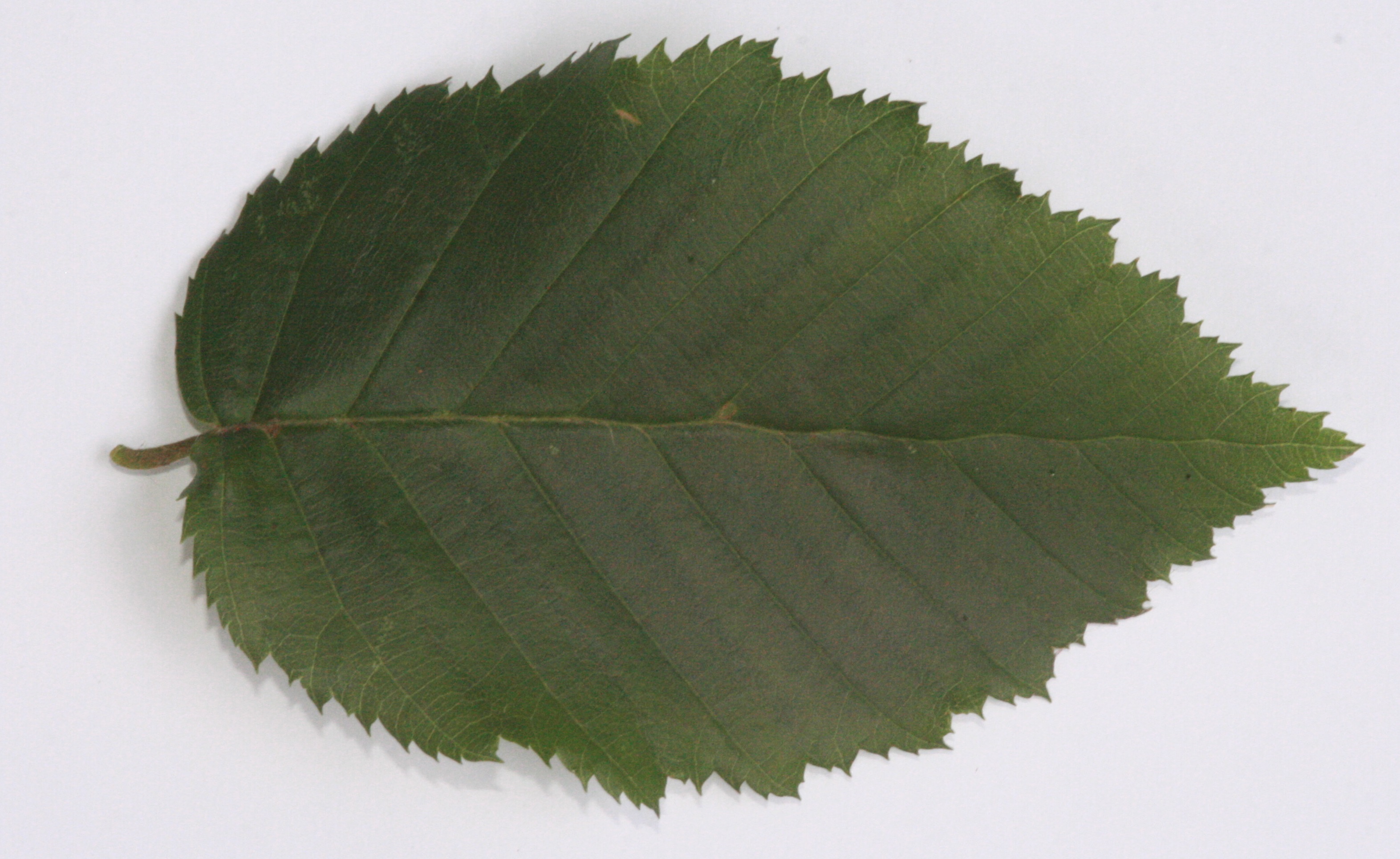 Hainbuche (Carpinus betulus) – Blatt