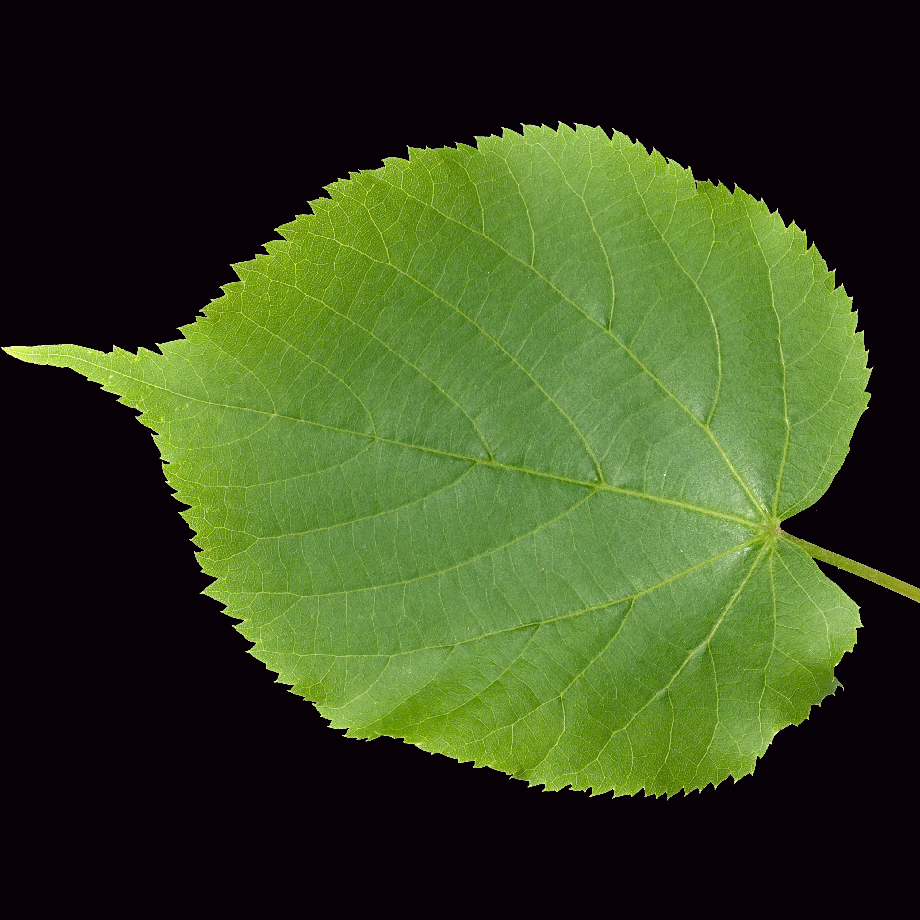 Sommerlinde (Tilia platyphyllos) – Blatt