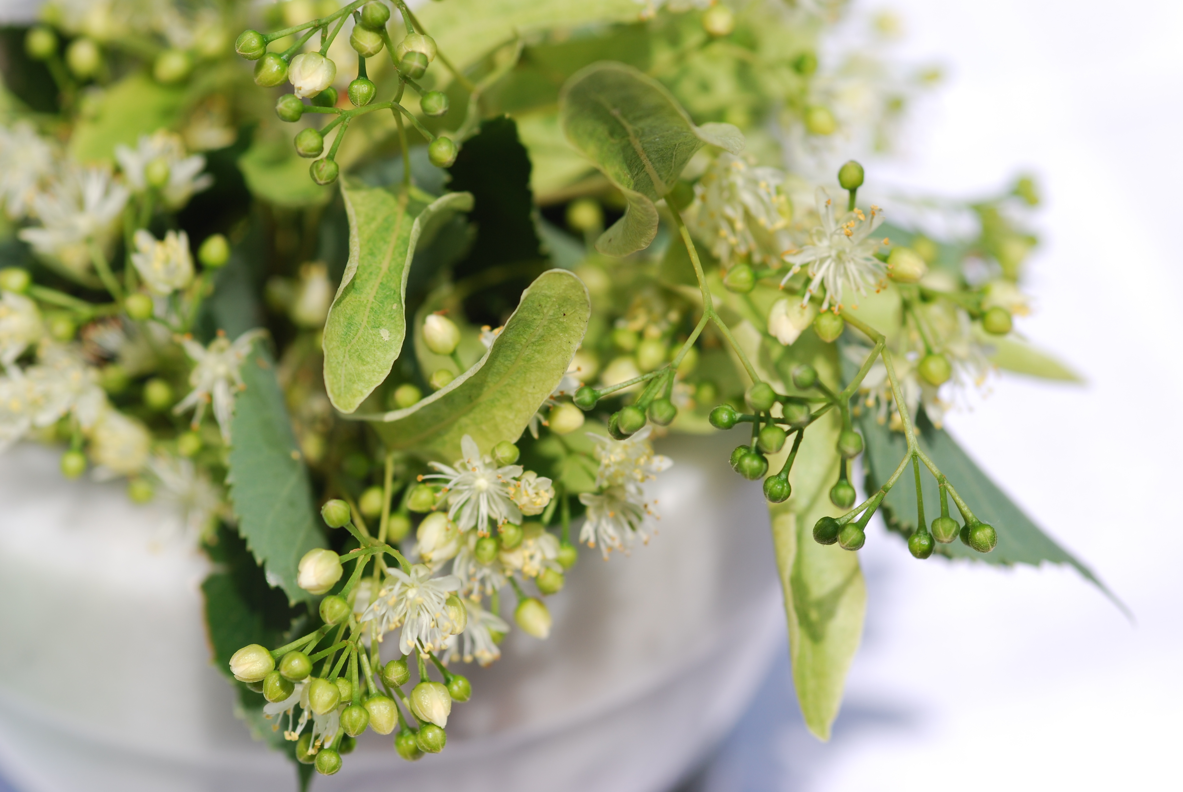 Sommerlinde (Tilia platyphyllos) – Blütenstände