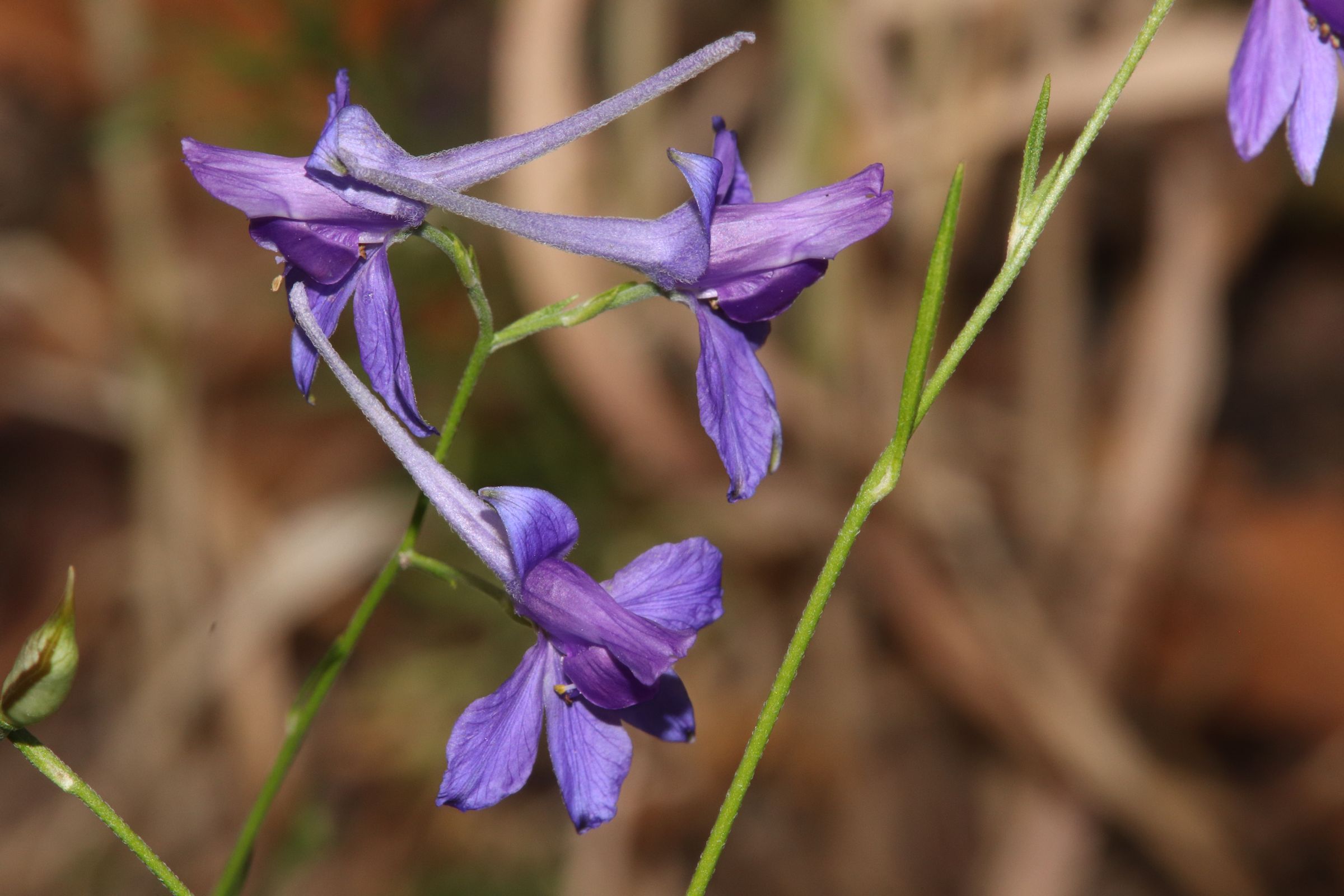 Ackerrittersporn (Delphinium consolida)