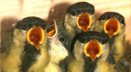 Kohlmeisen im Tierbeobachtungshaus Zabo