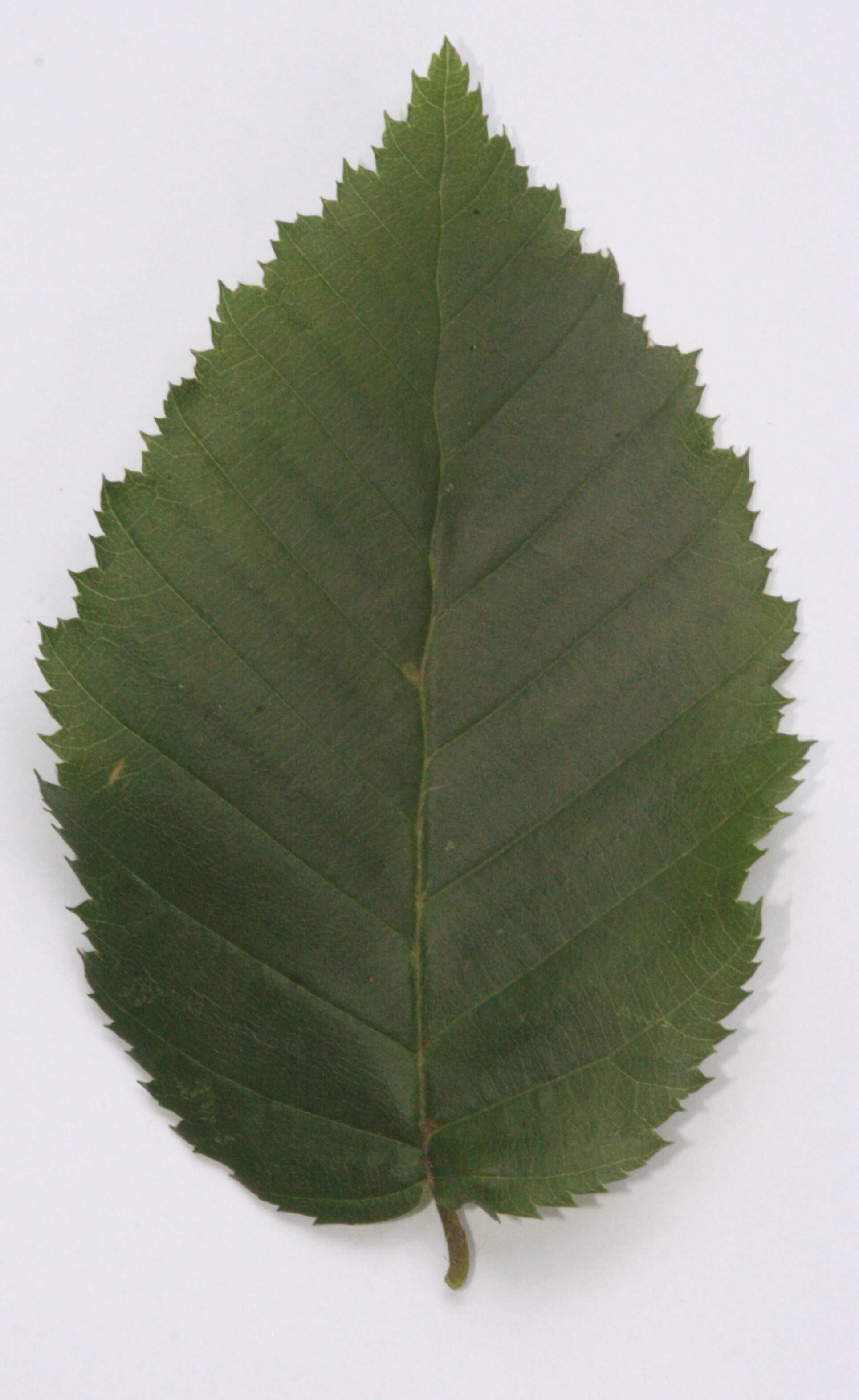 Hainbuche (Blatt)