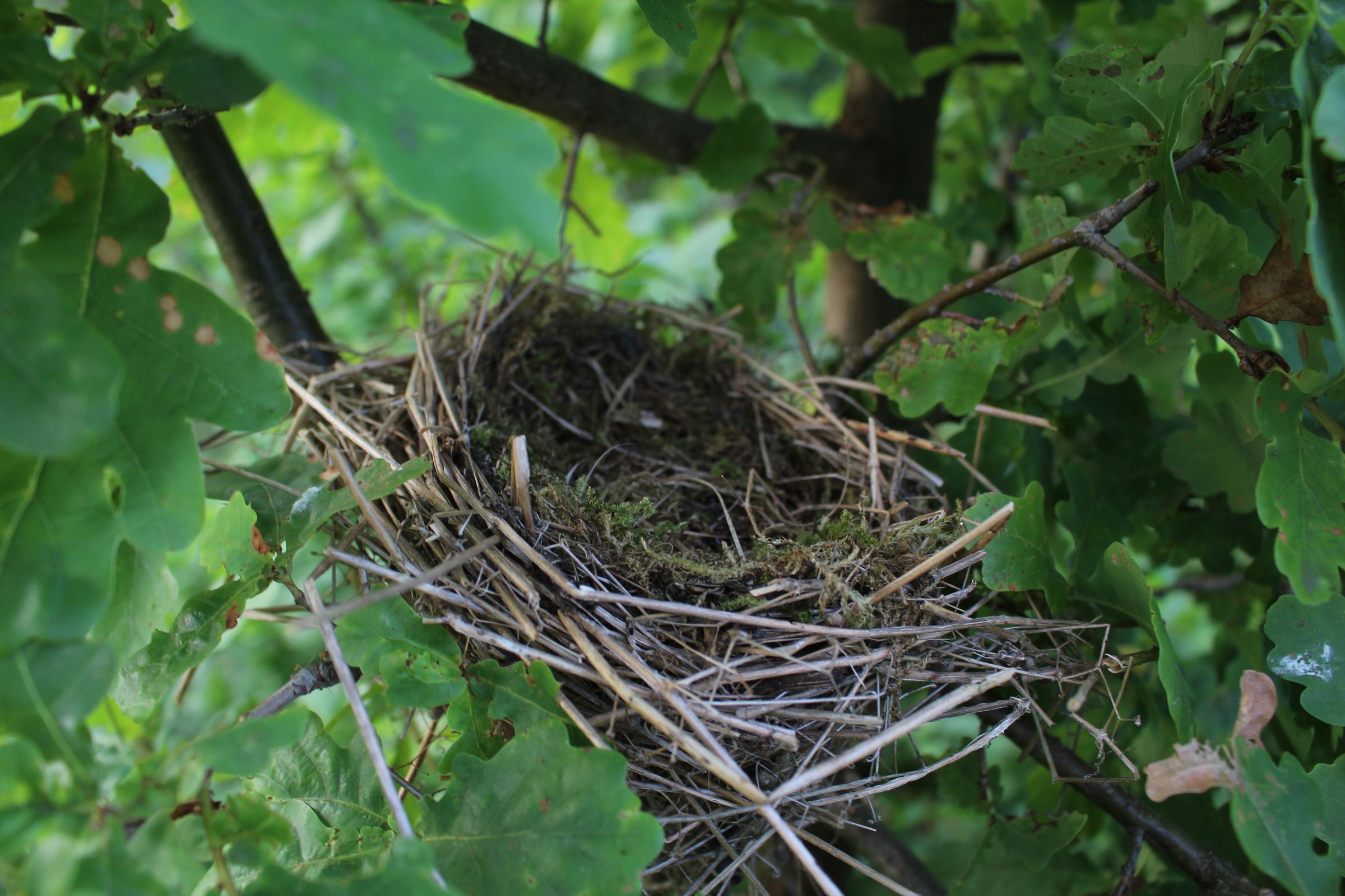 Nest eines Neuntöters