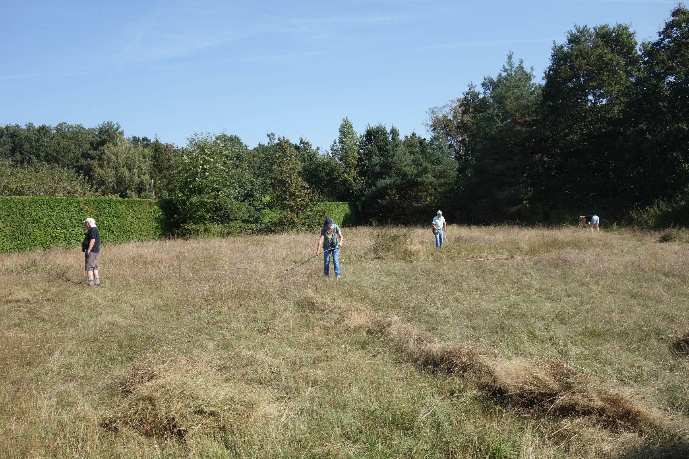 Sensenmähkurs auf der Heidefläche Ziegelstein